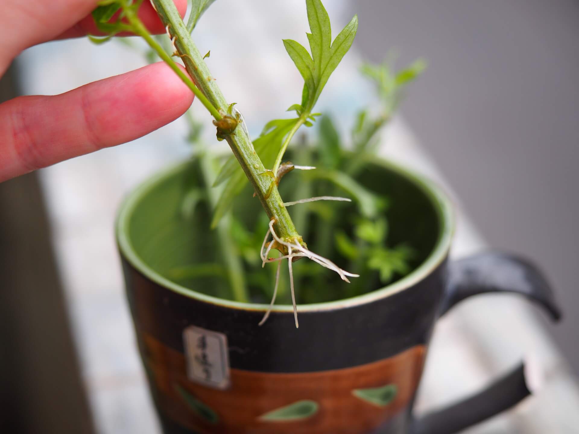 生根的艾草枝條