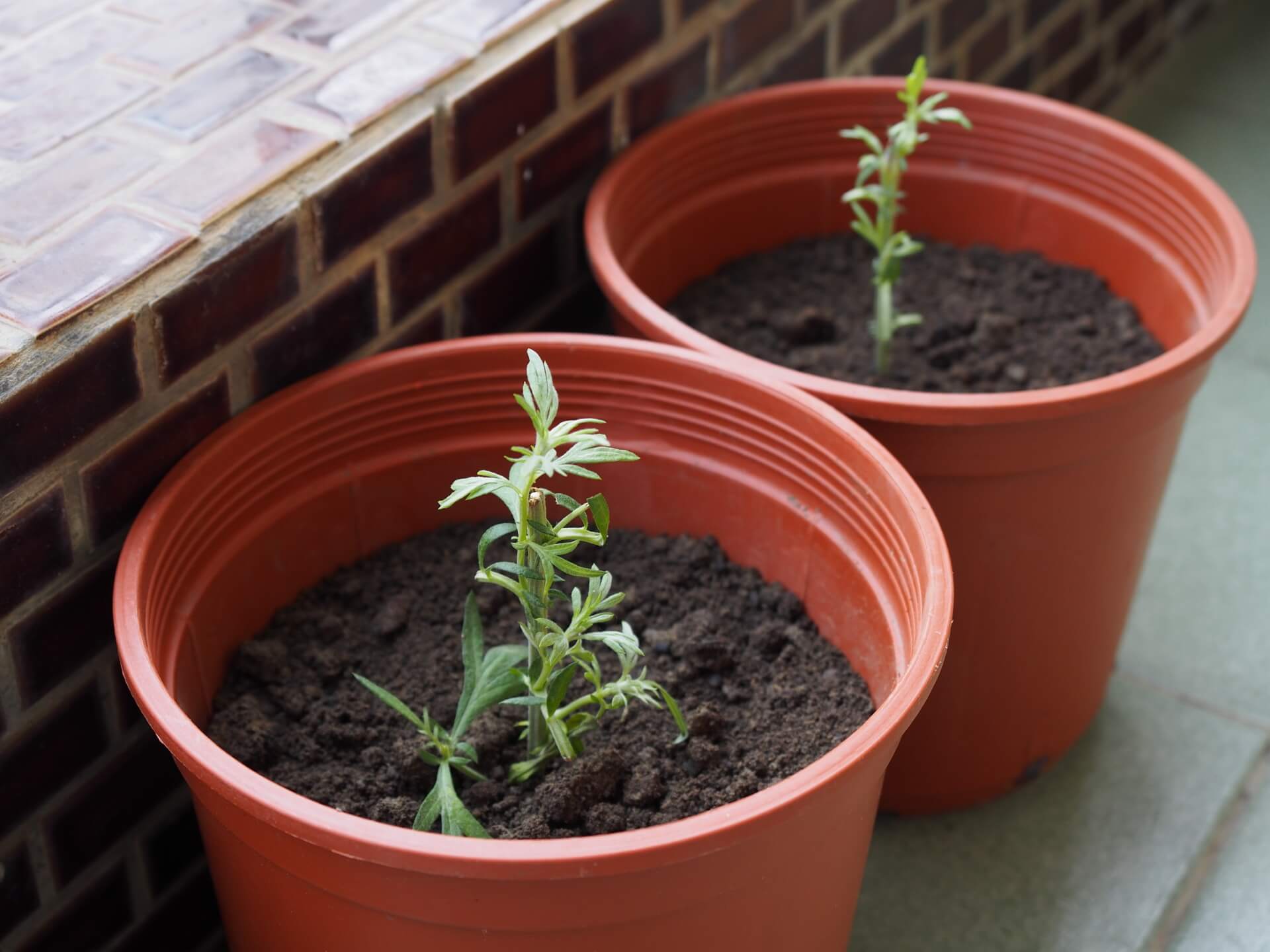 完成艾草扦插繁殖