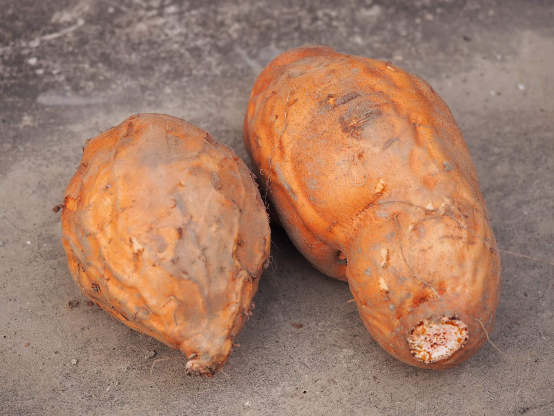 外觀太醜的地瓜