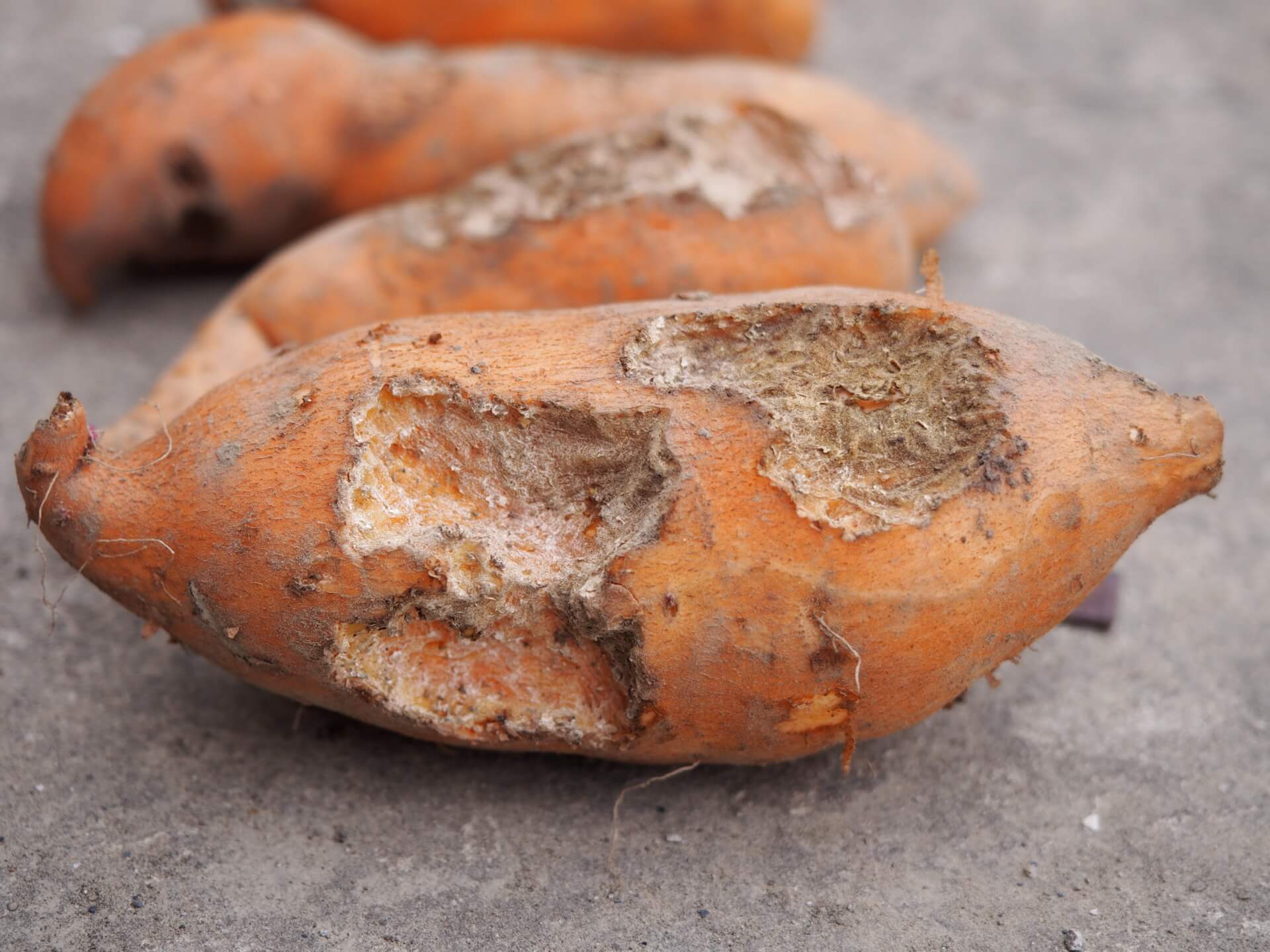 老鼠咬過的地瓜