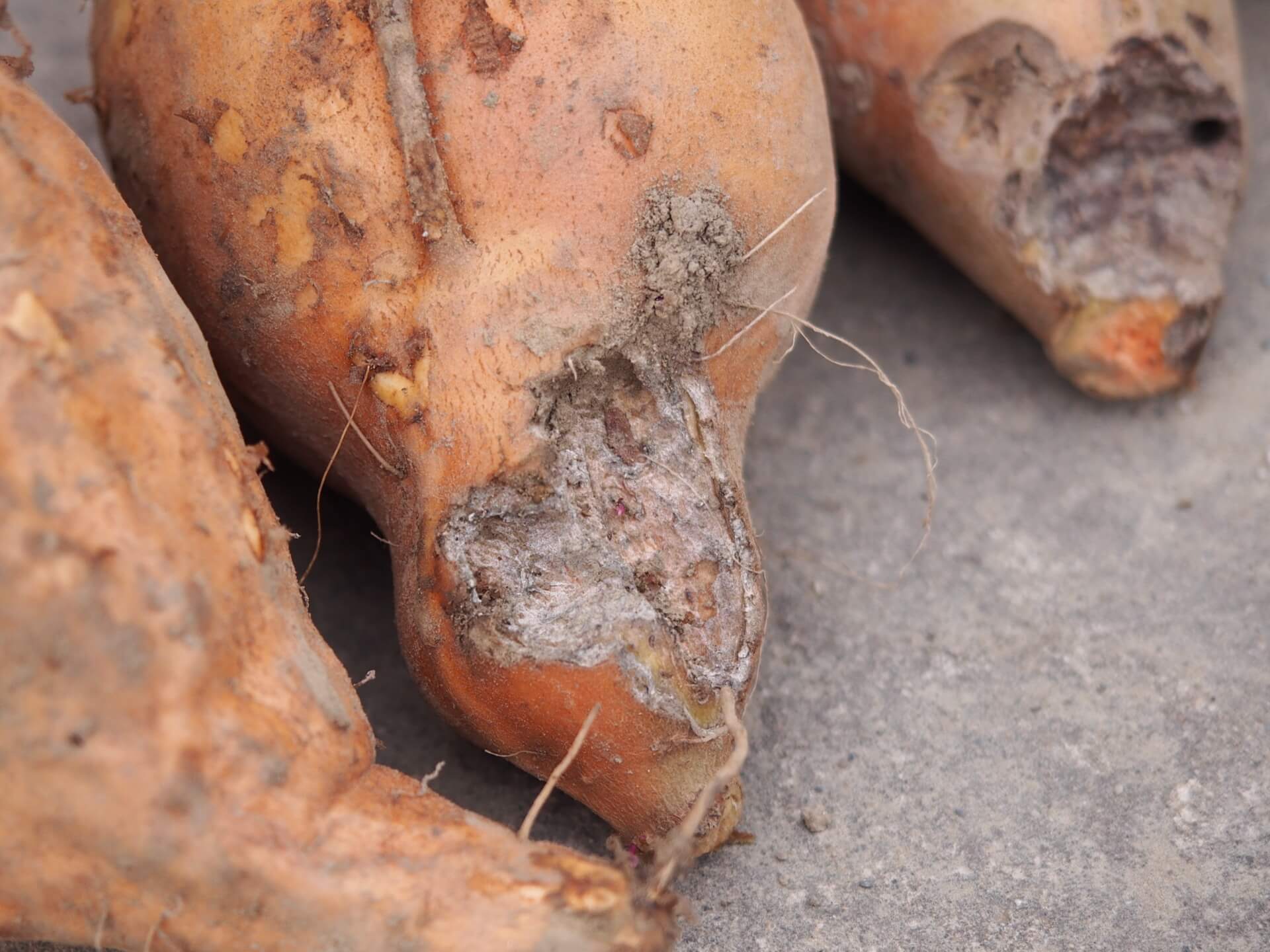 老鼠咬過的地瓜