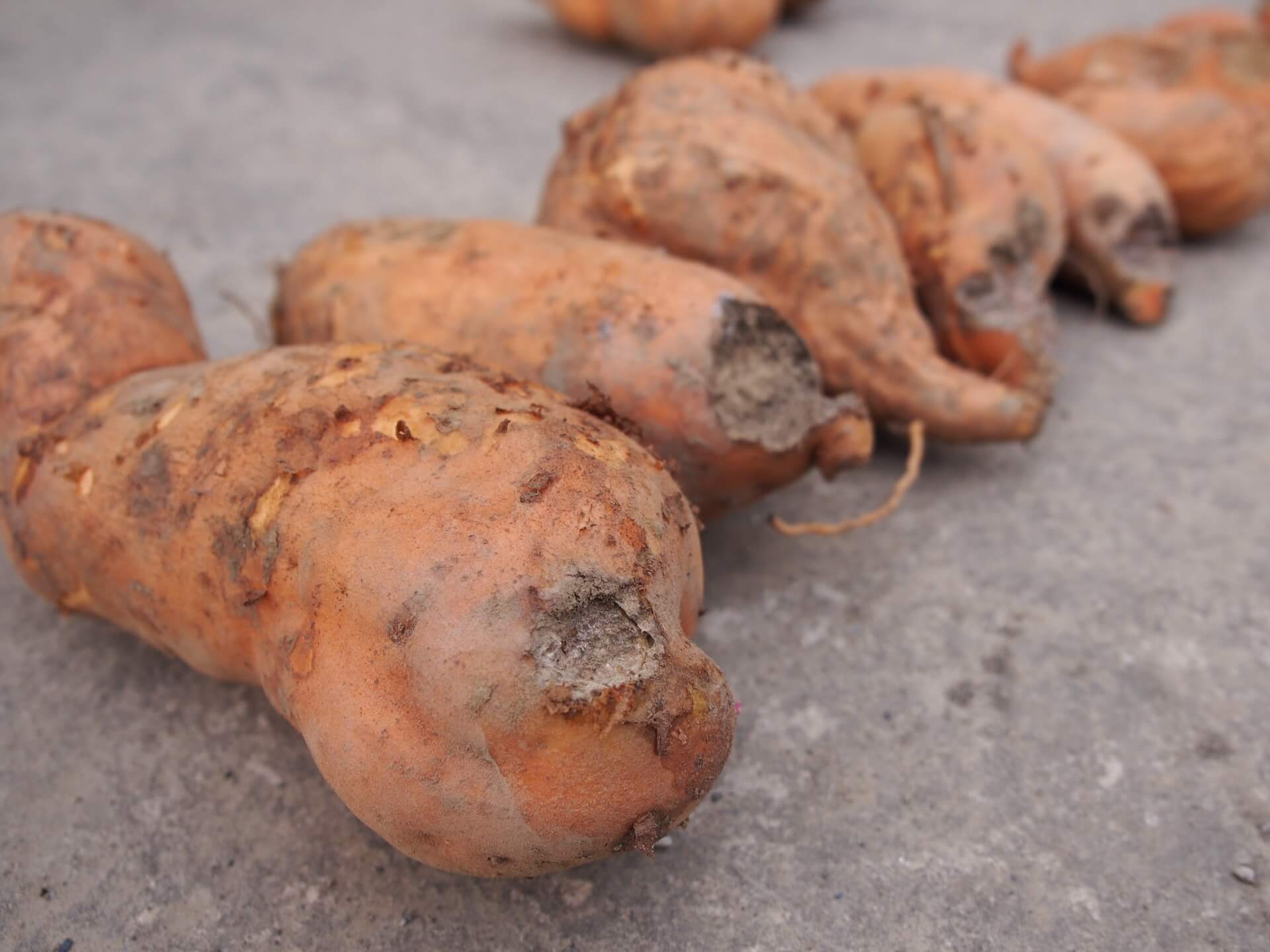 老鼠咬過的地瓜