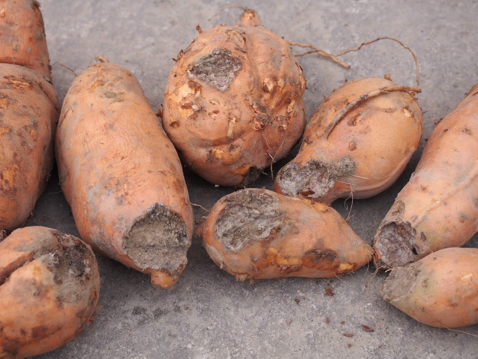 老鼠咬過的地瓜