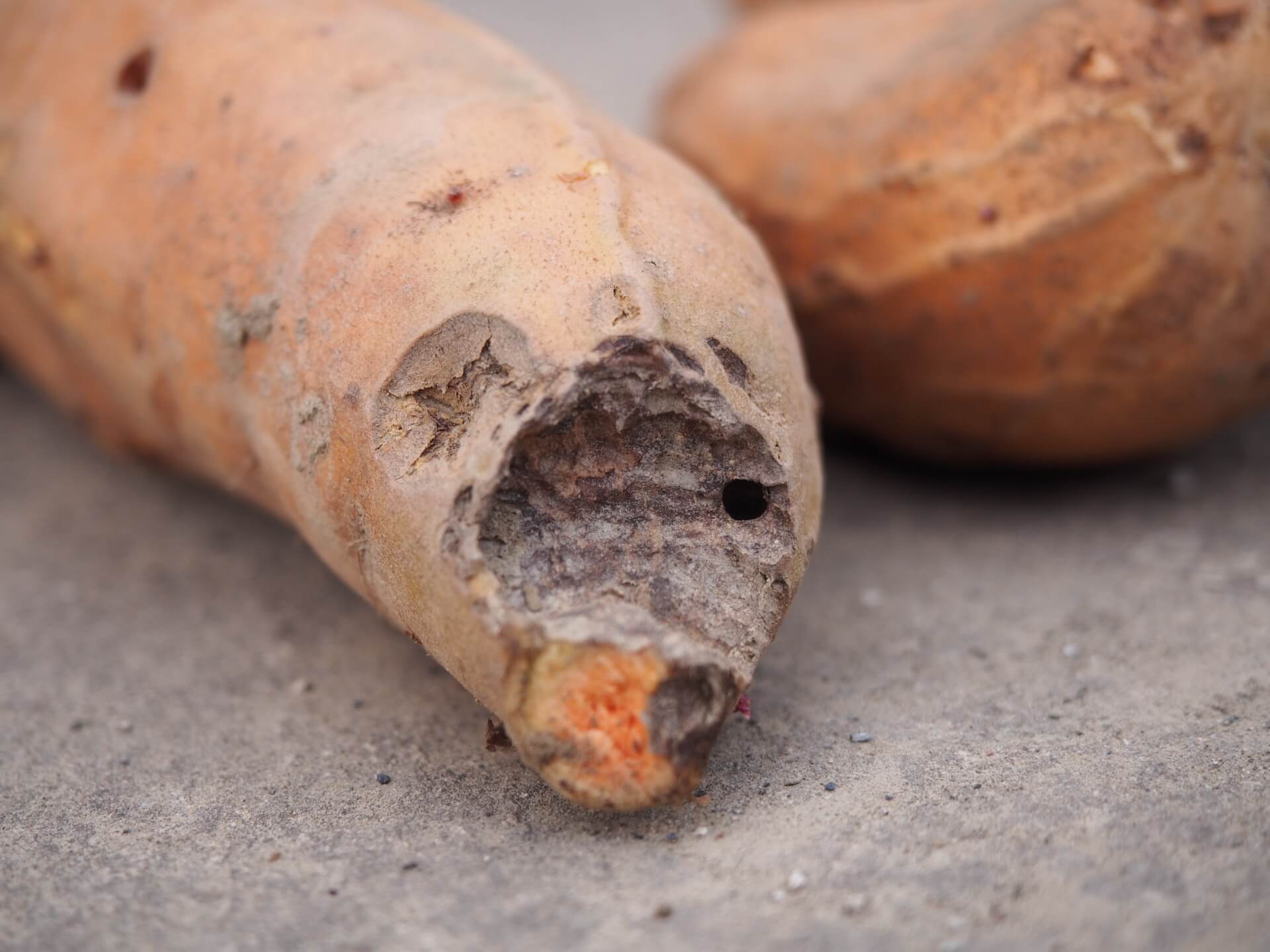 老鼠咬過的地瓜