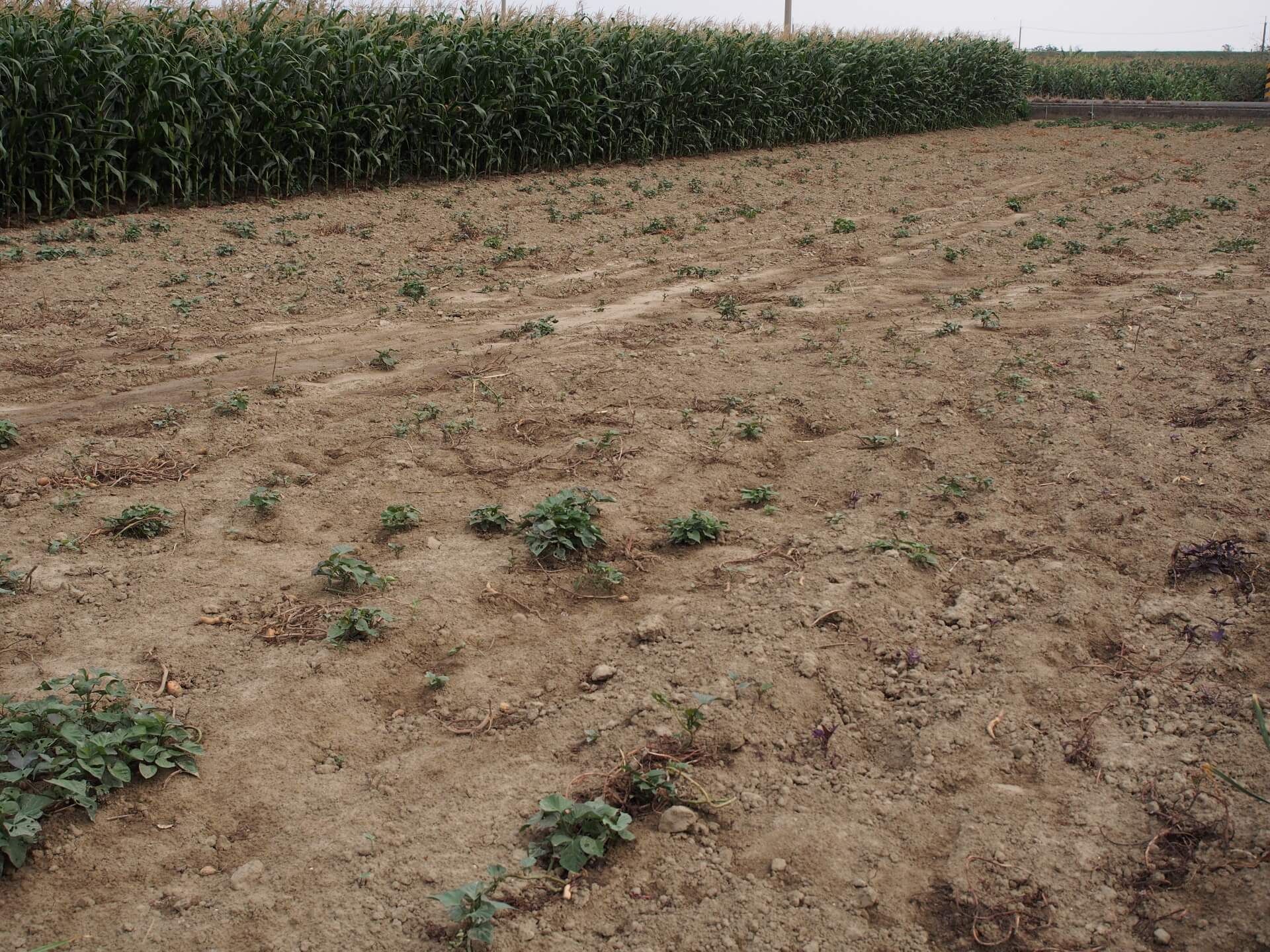 採收後的地瓜田