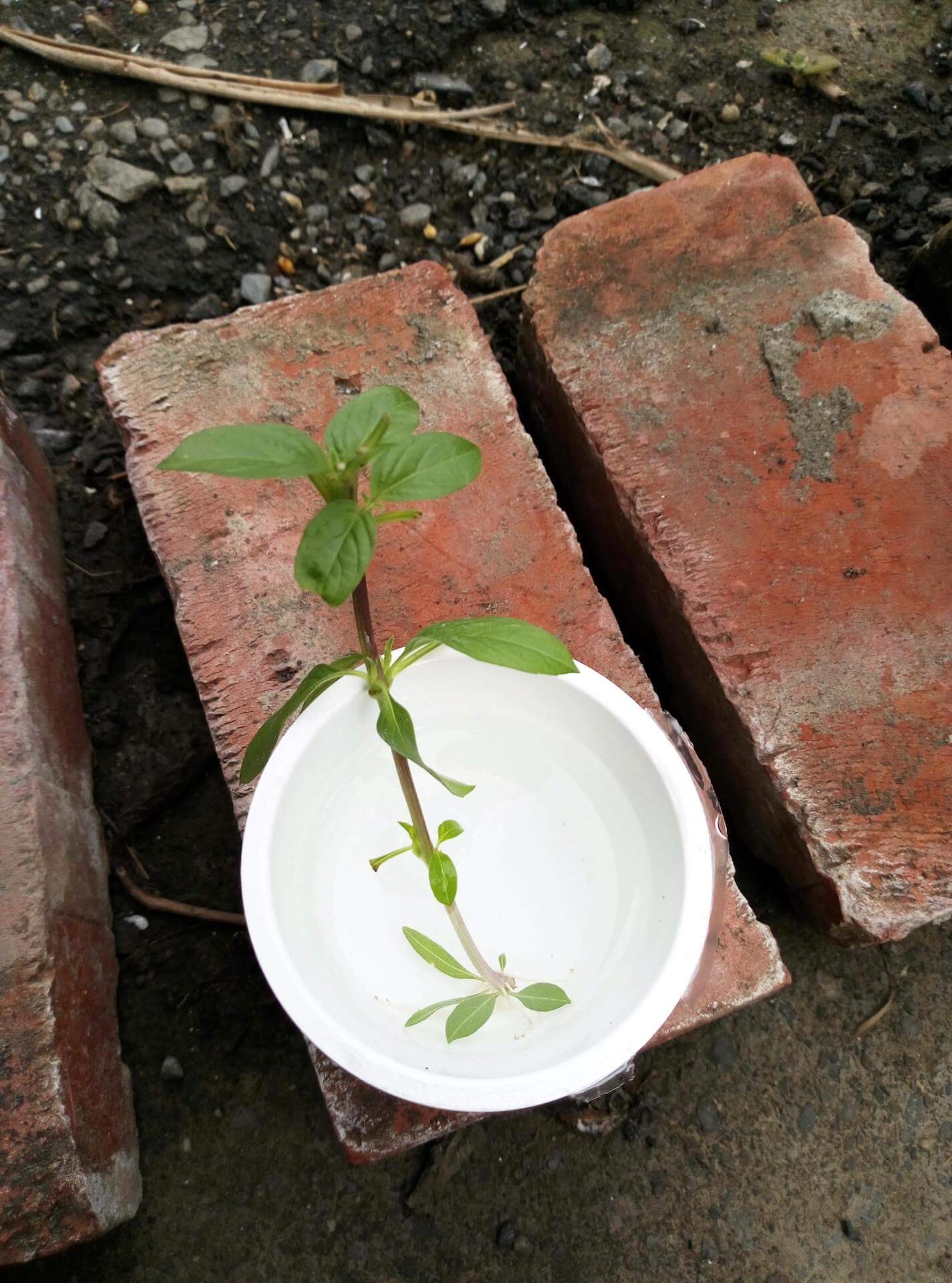 九層塔枝條泡水