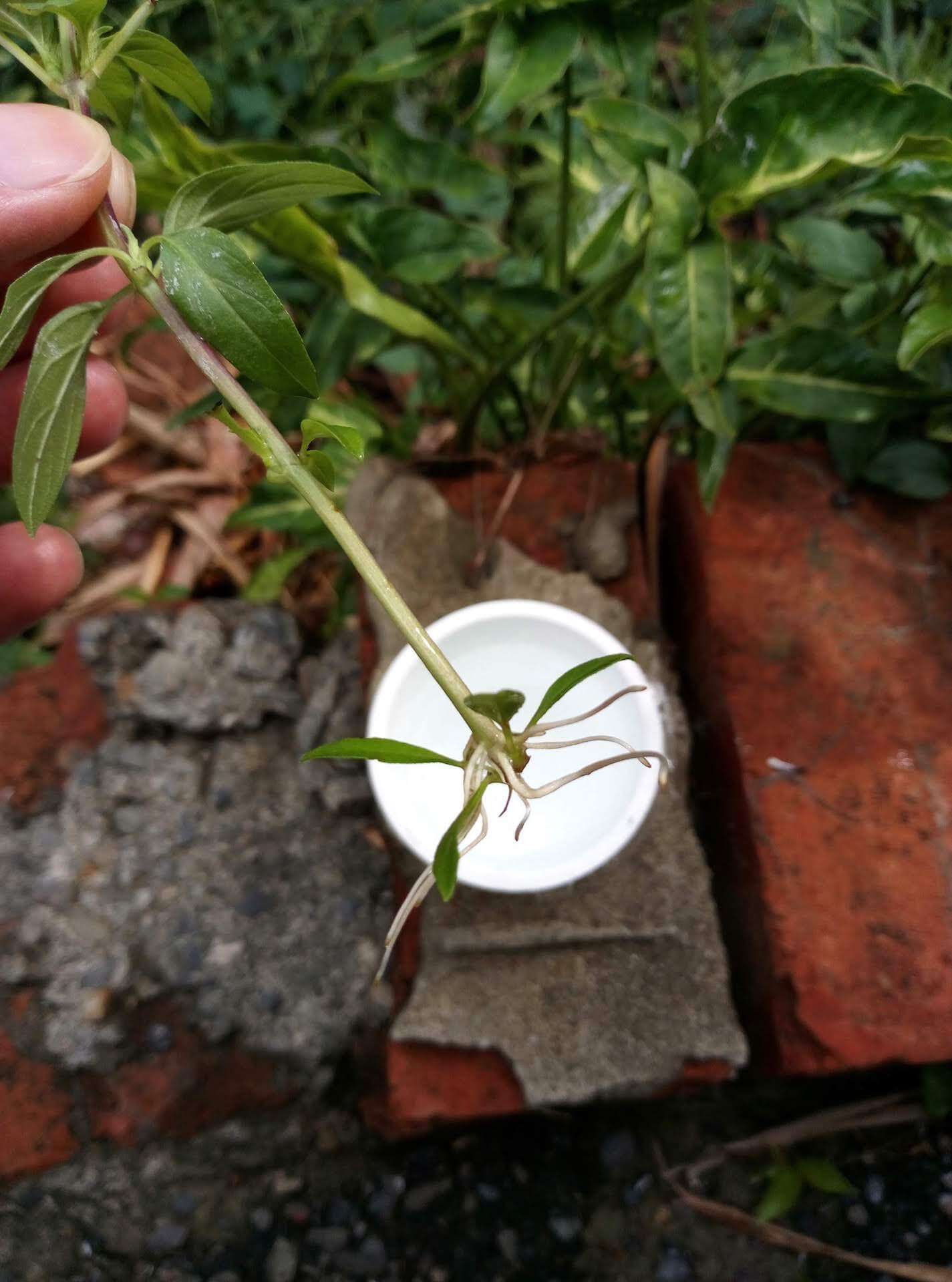 九層塔泡水生根