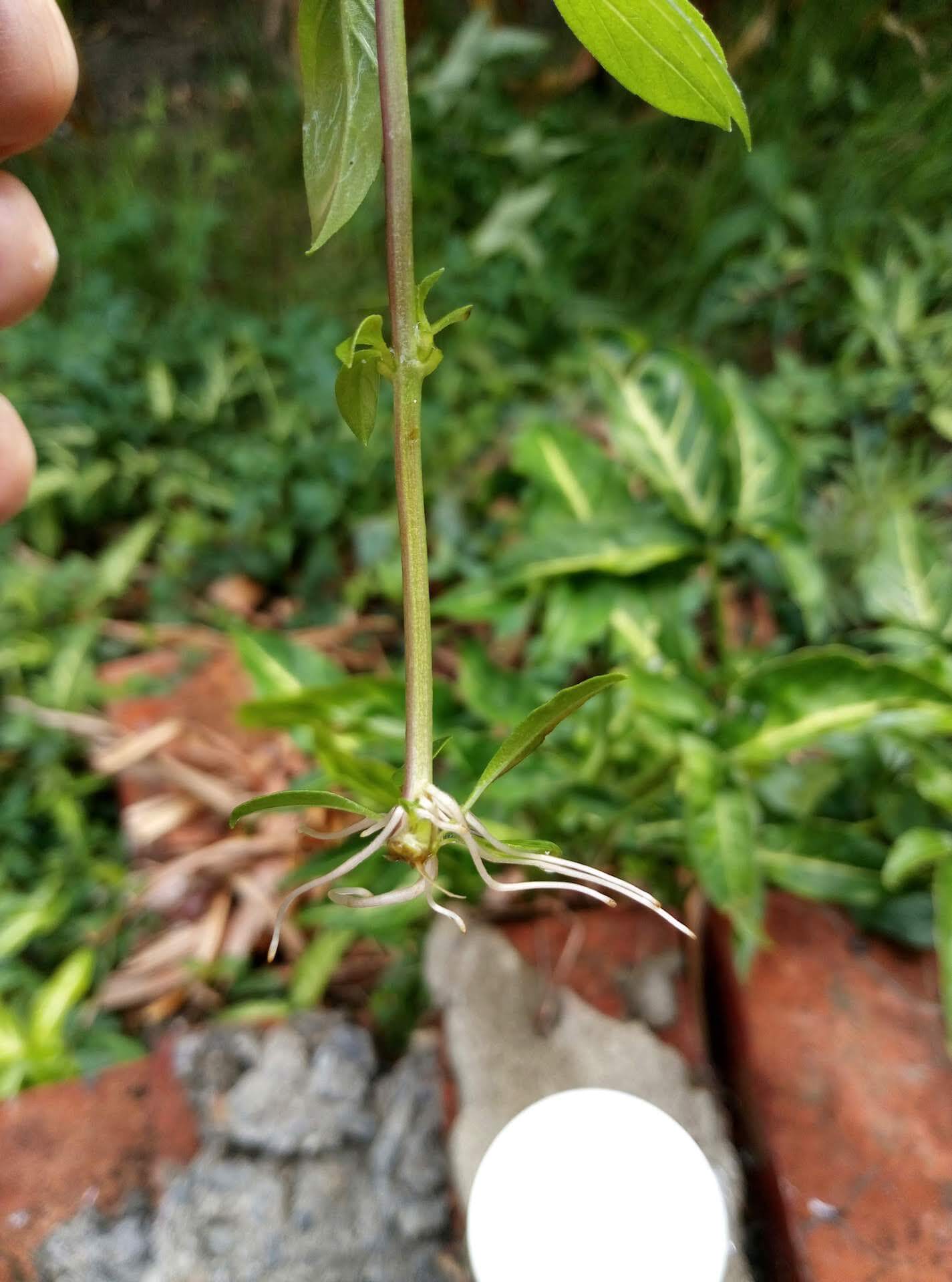 九層塔泡水生根