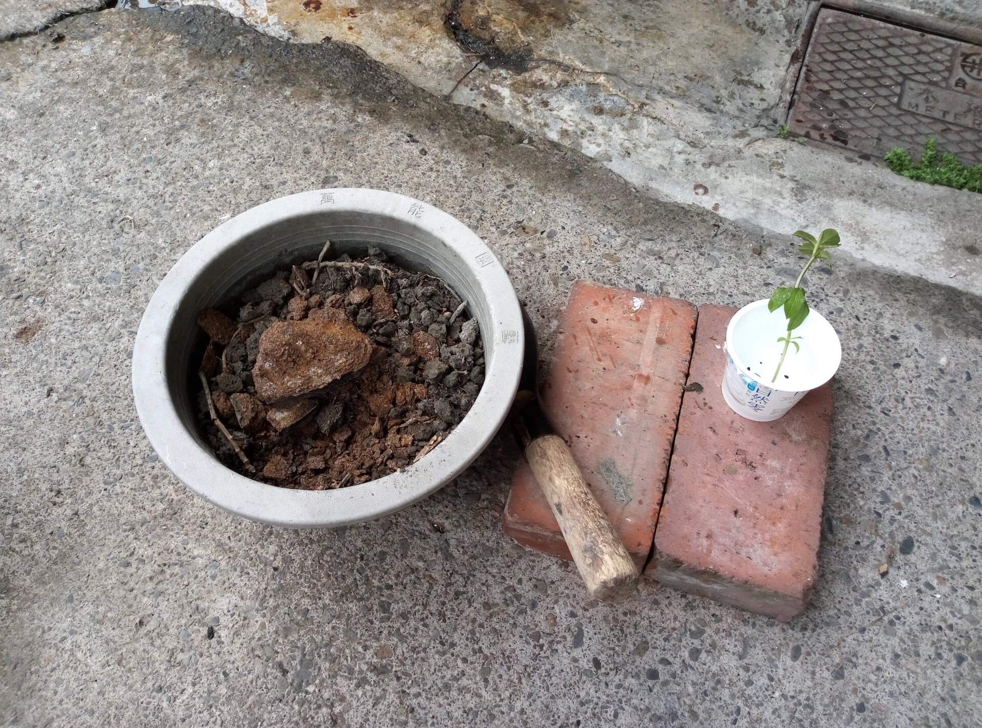 準備種植九層塔