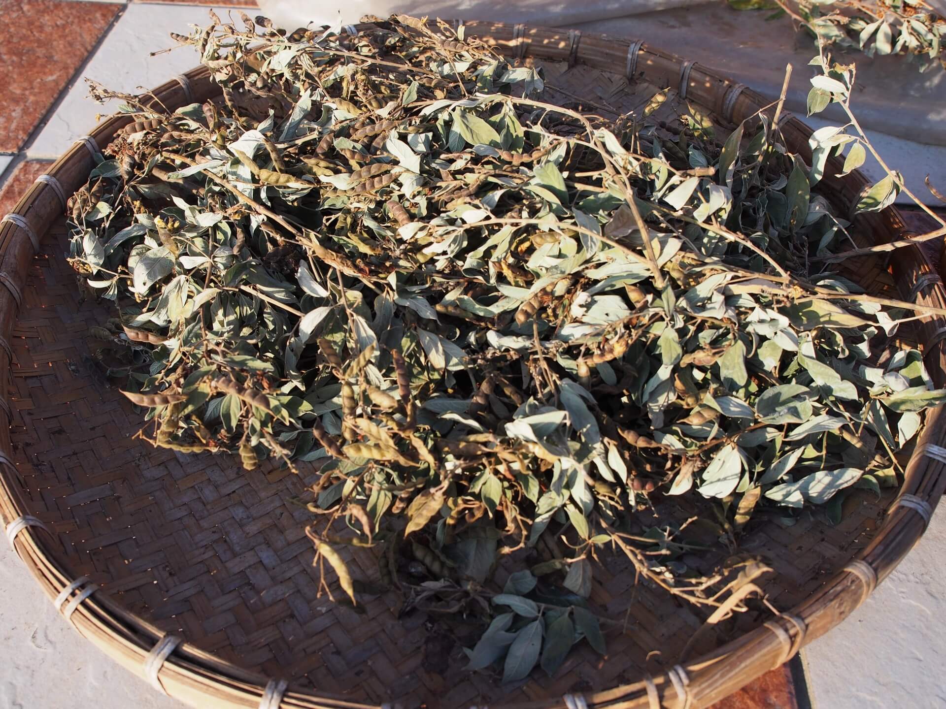 採收下來的樹豆