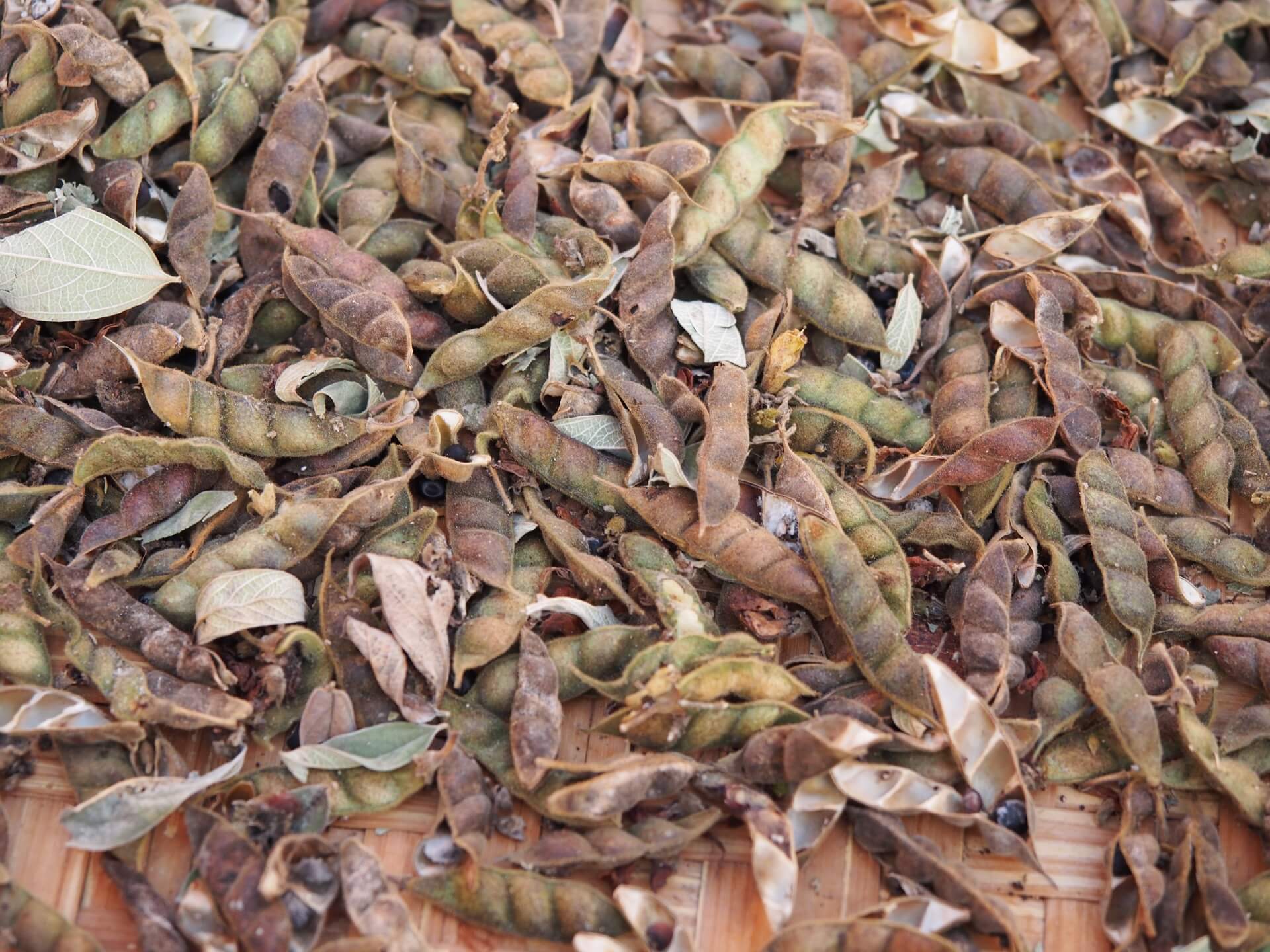 採收下來的樹豆