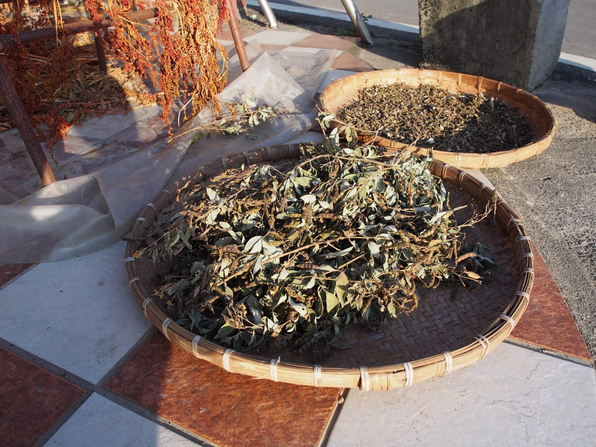 採收下來的樹豆