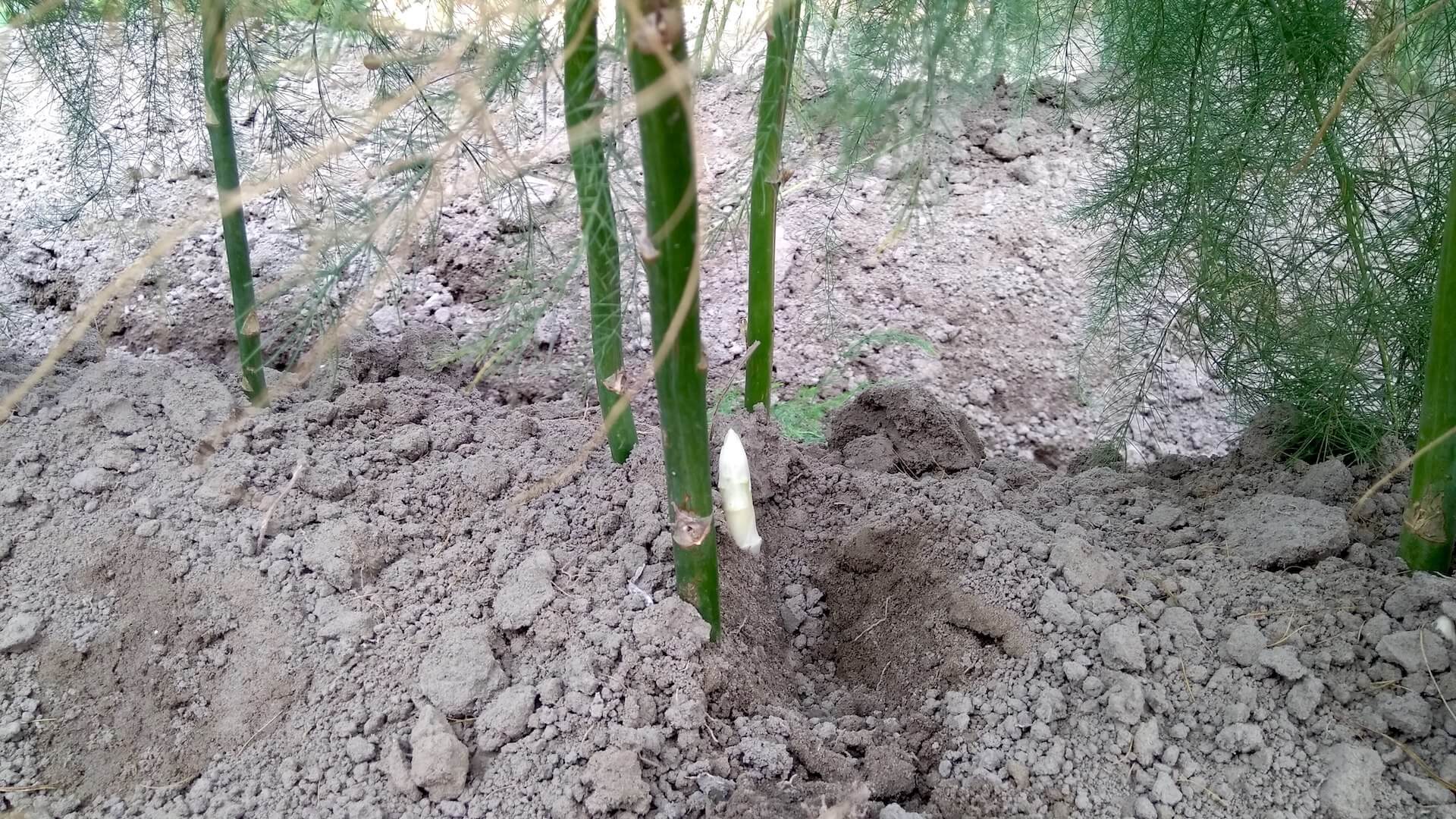 剛冒出土的蘆筍