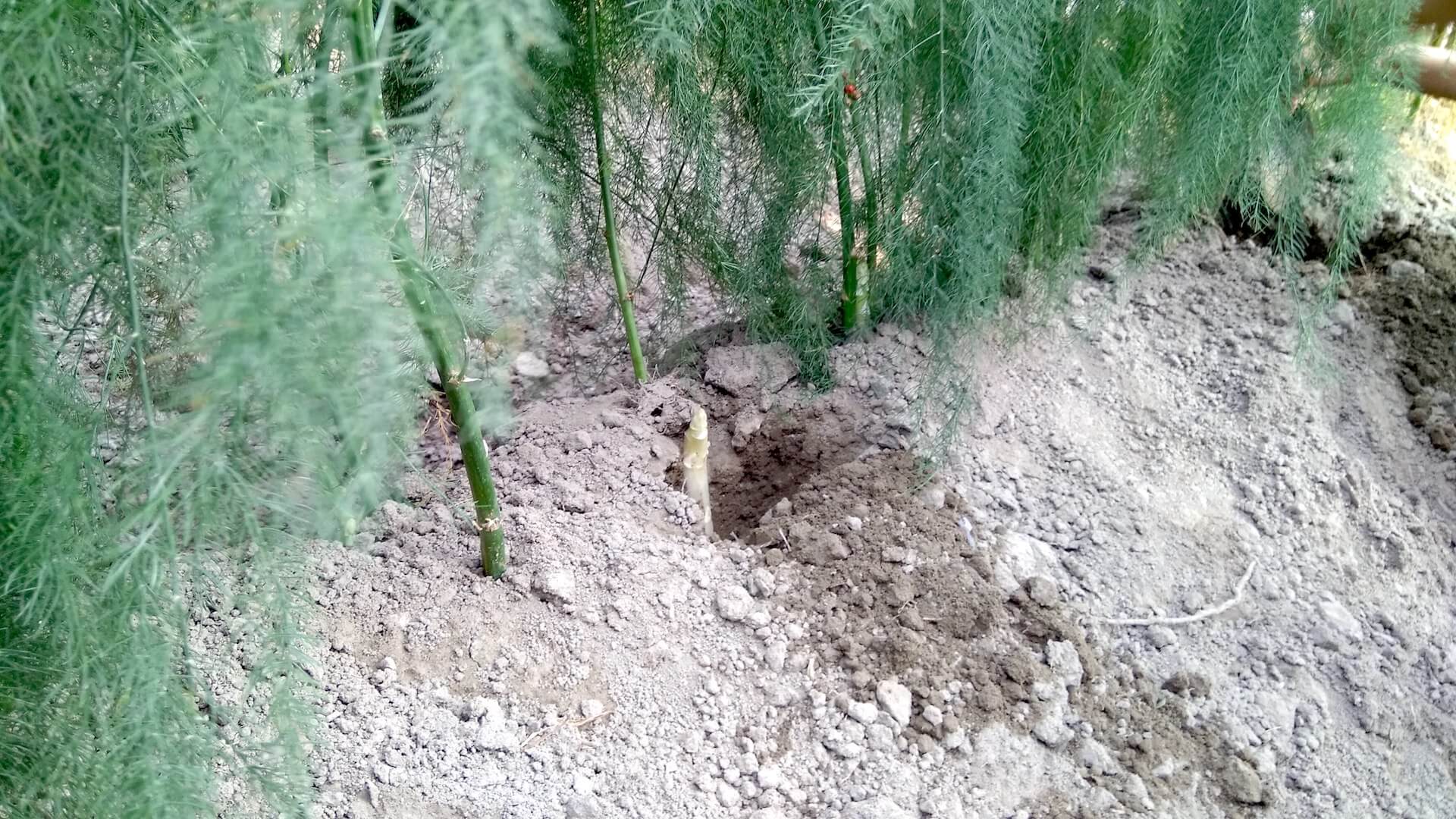 剛冒出土的蘆筍