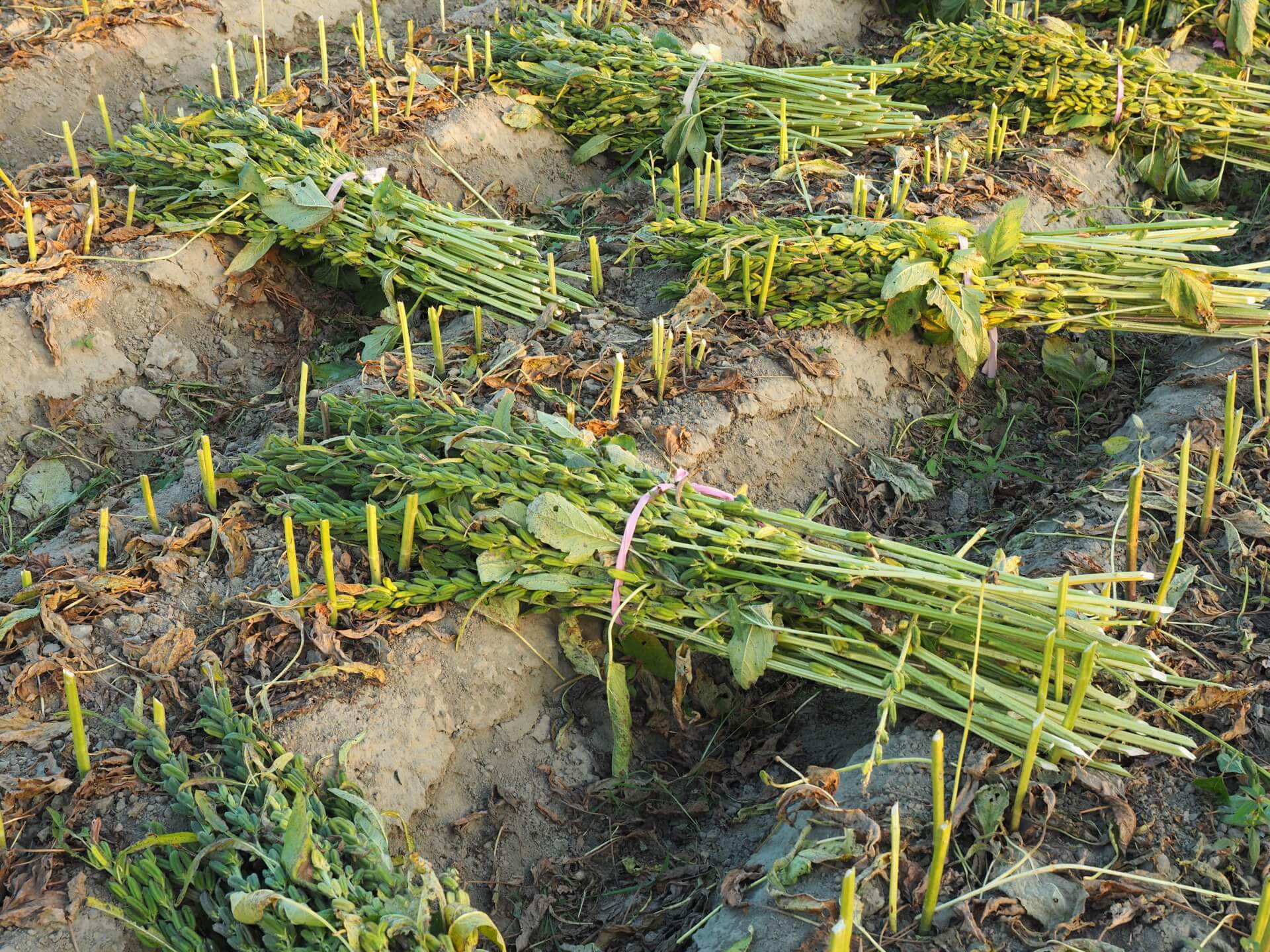 割下來的黑芝麻