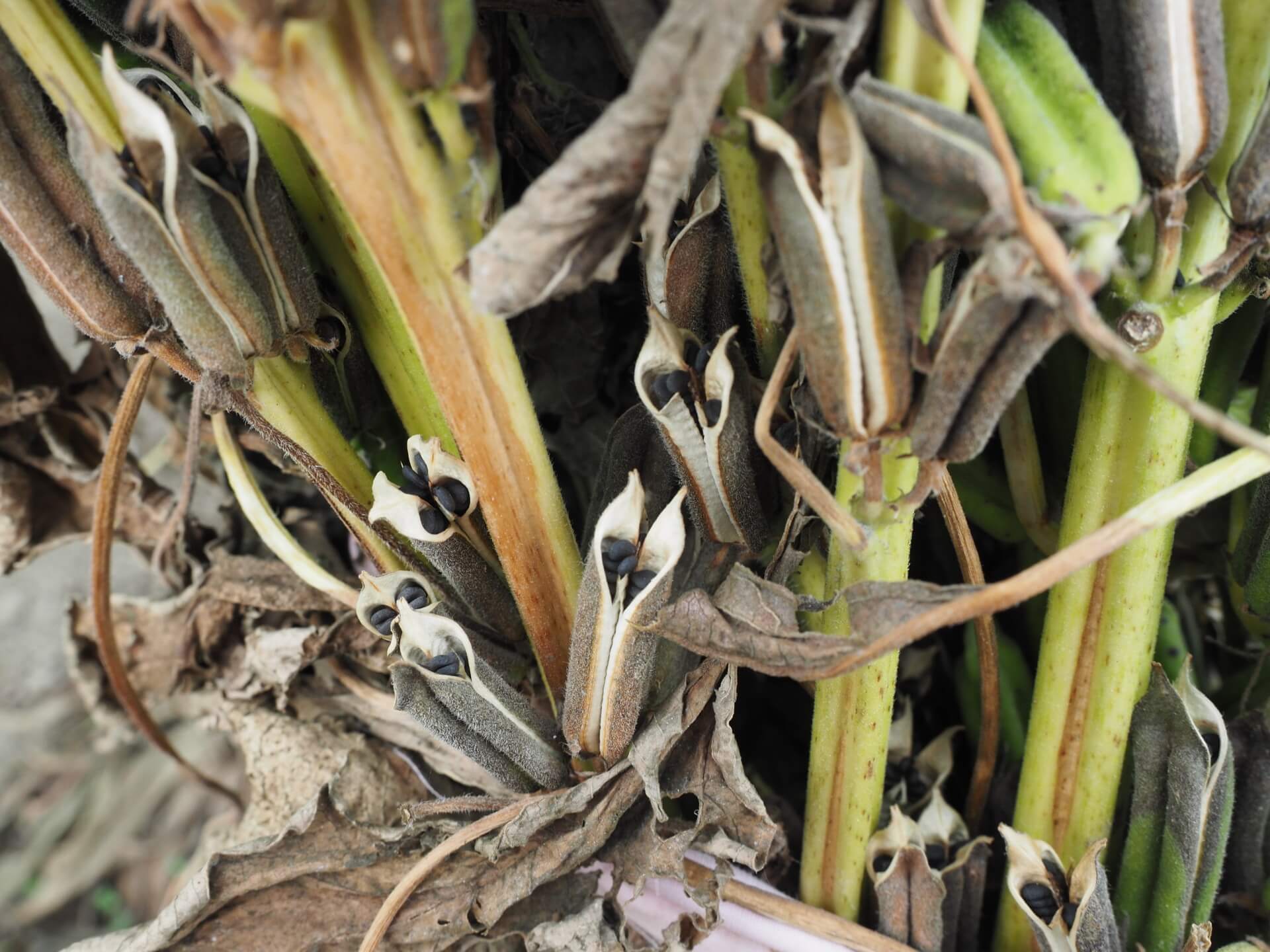 黑芝麻果莢