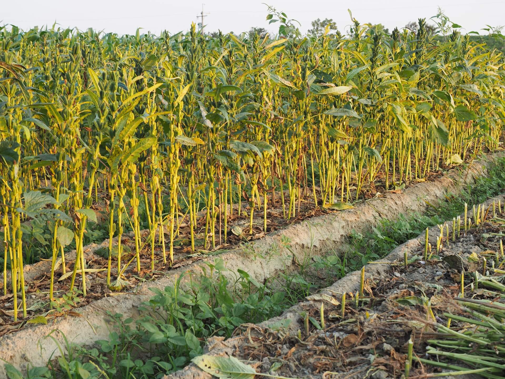 待採收的黑芝麻