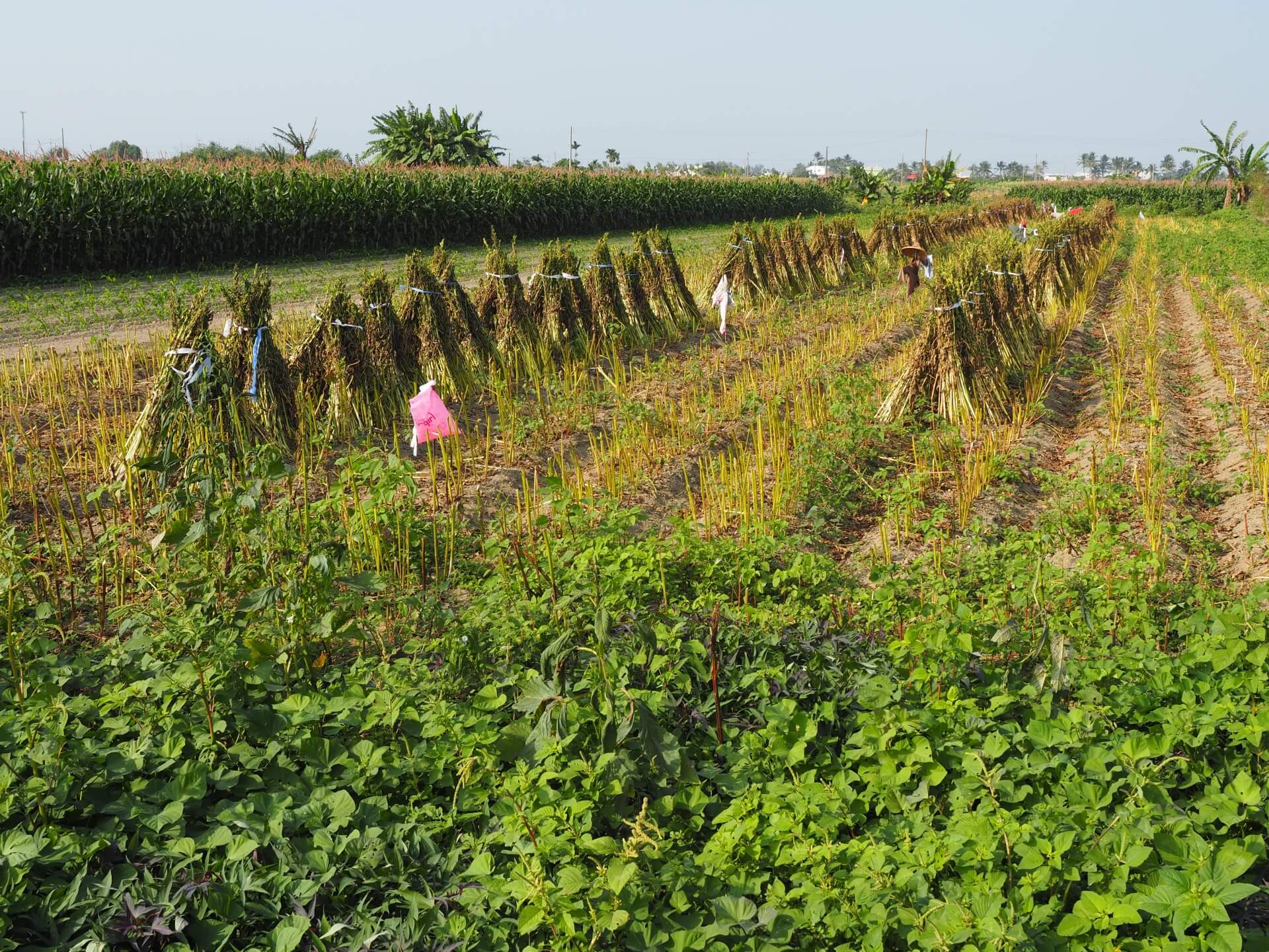 西港芝麻採收曝曬