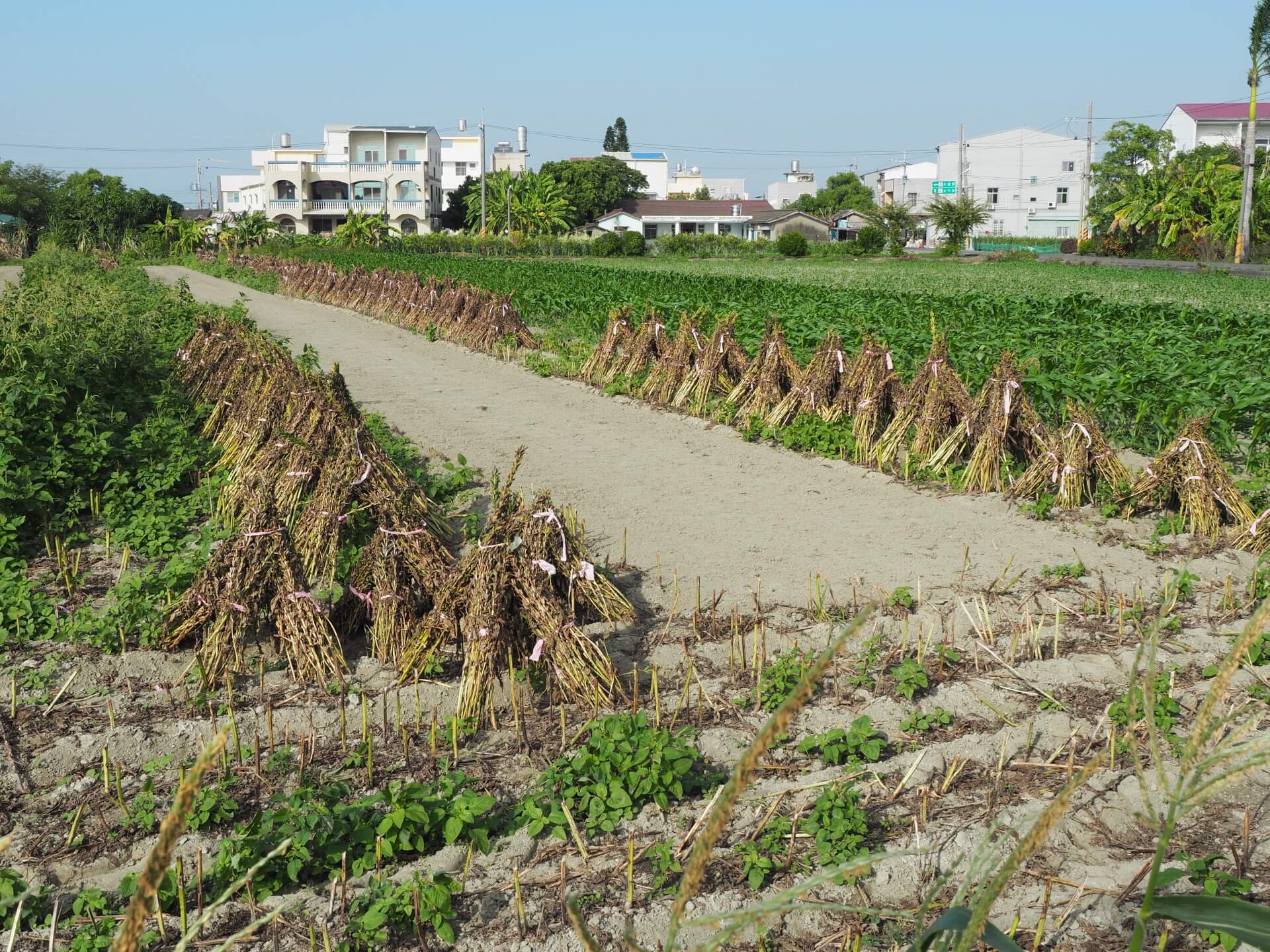 西港芝麻採收曝曬