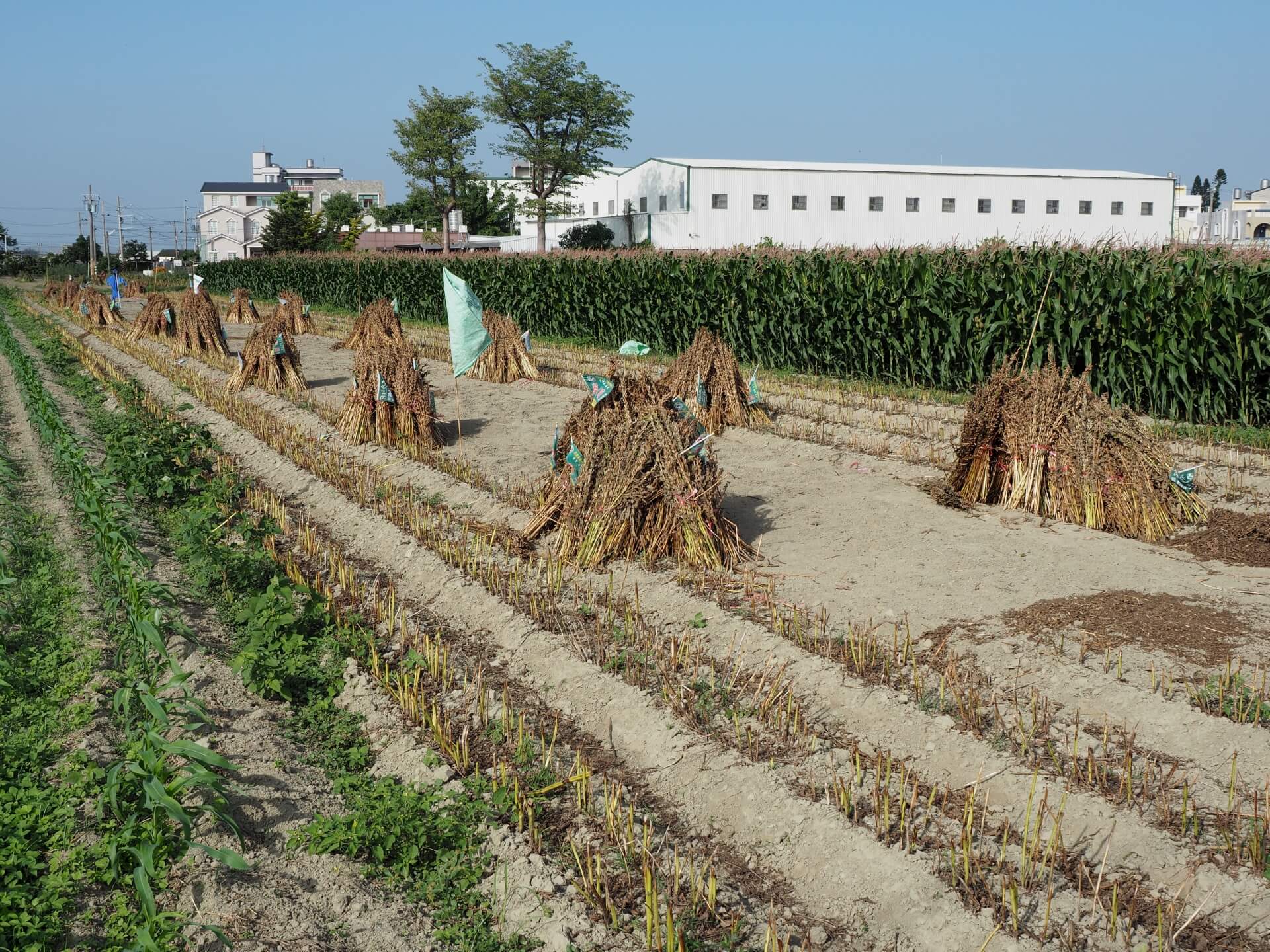 西港芝麻採收曝曬