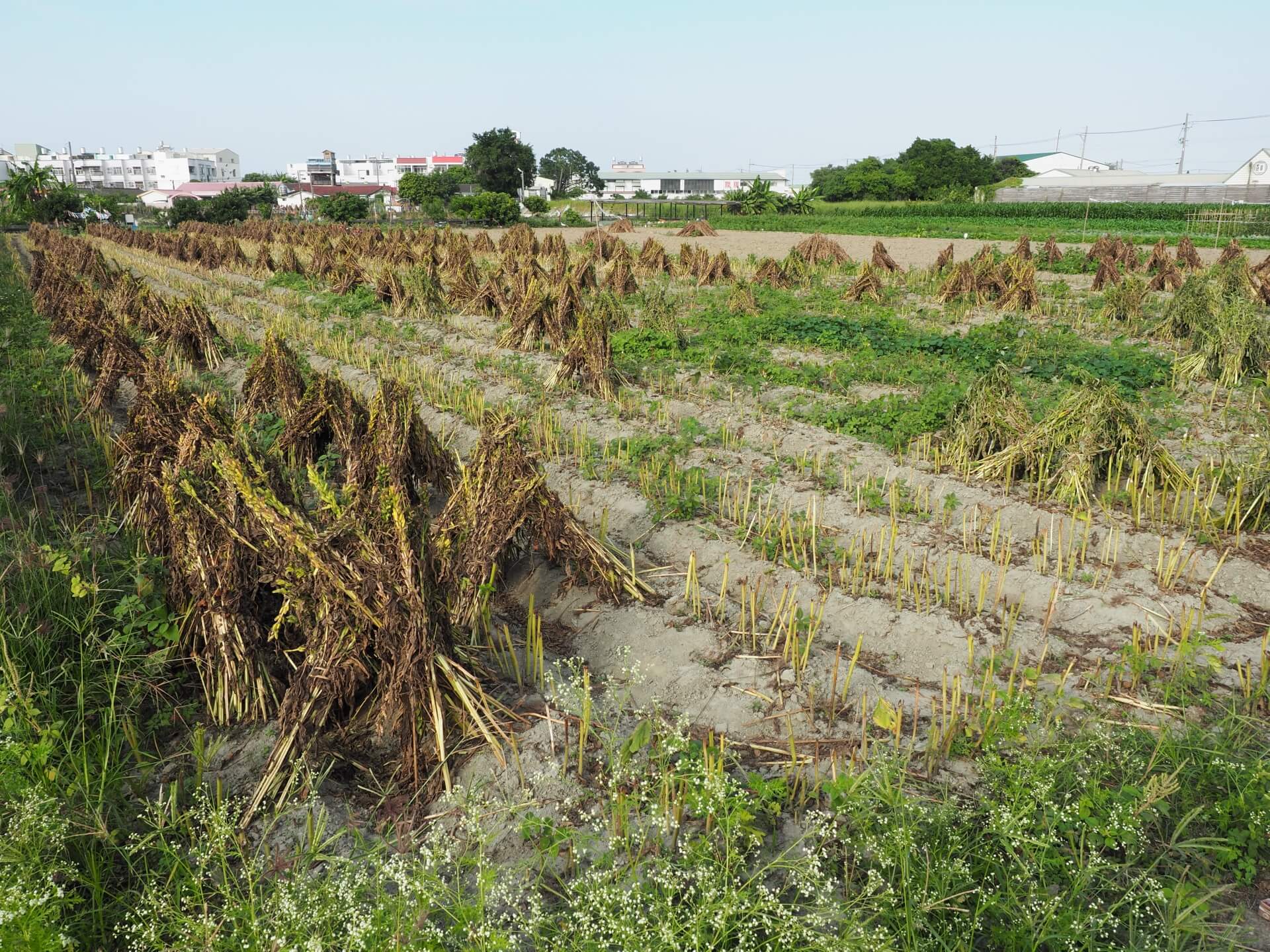 西港芝麻採收曝曬
