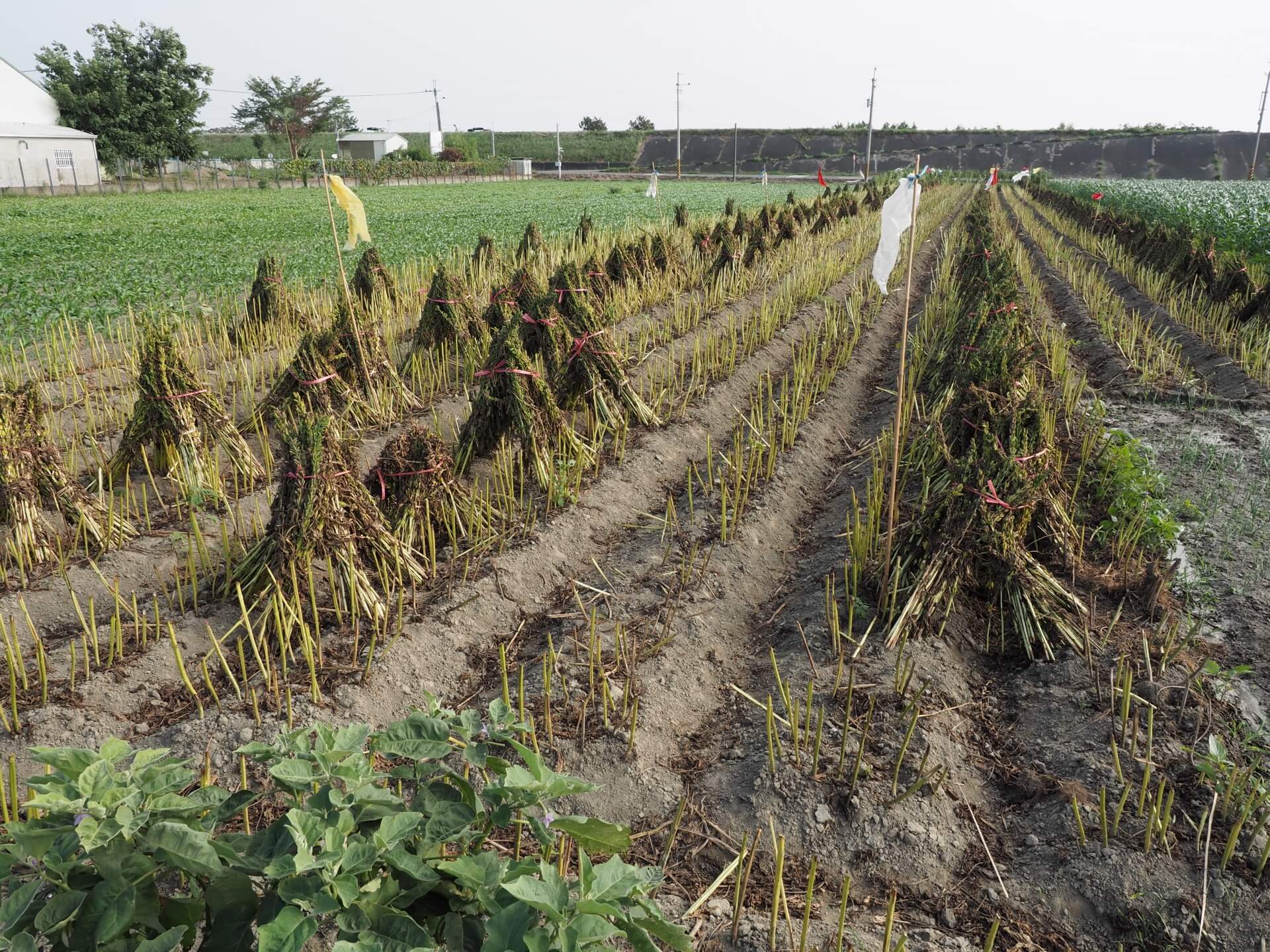 西港芝麻採收曝曬