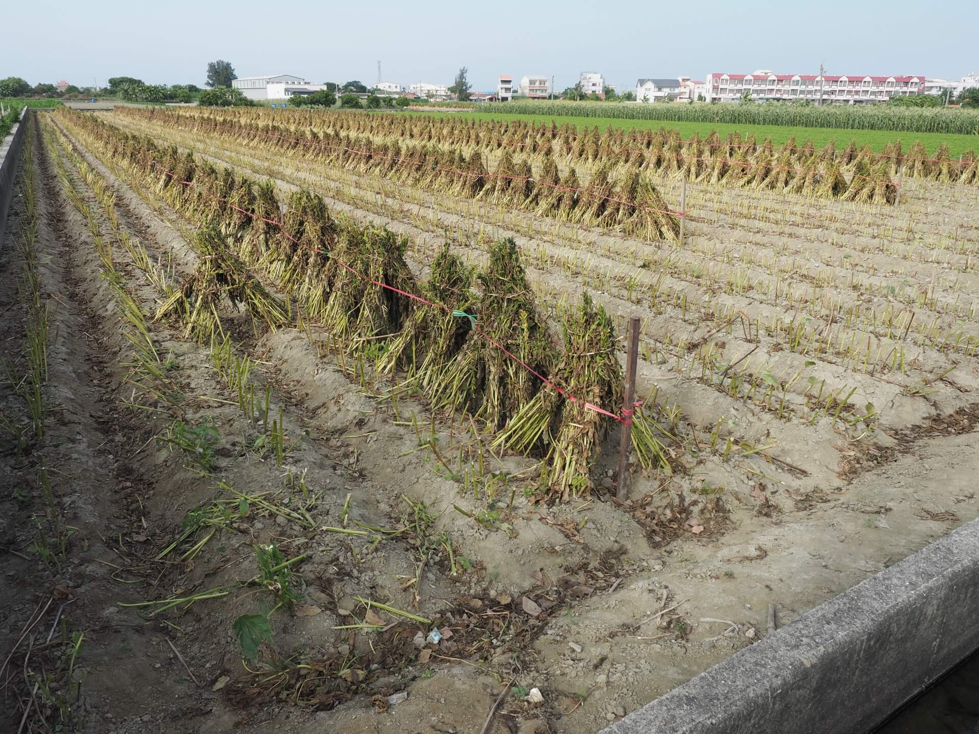 西港芝麻採收曝曬