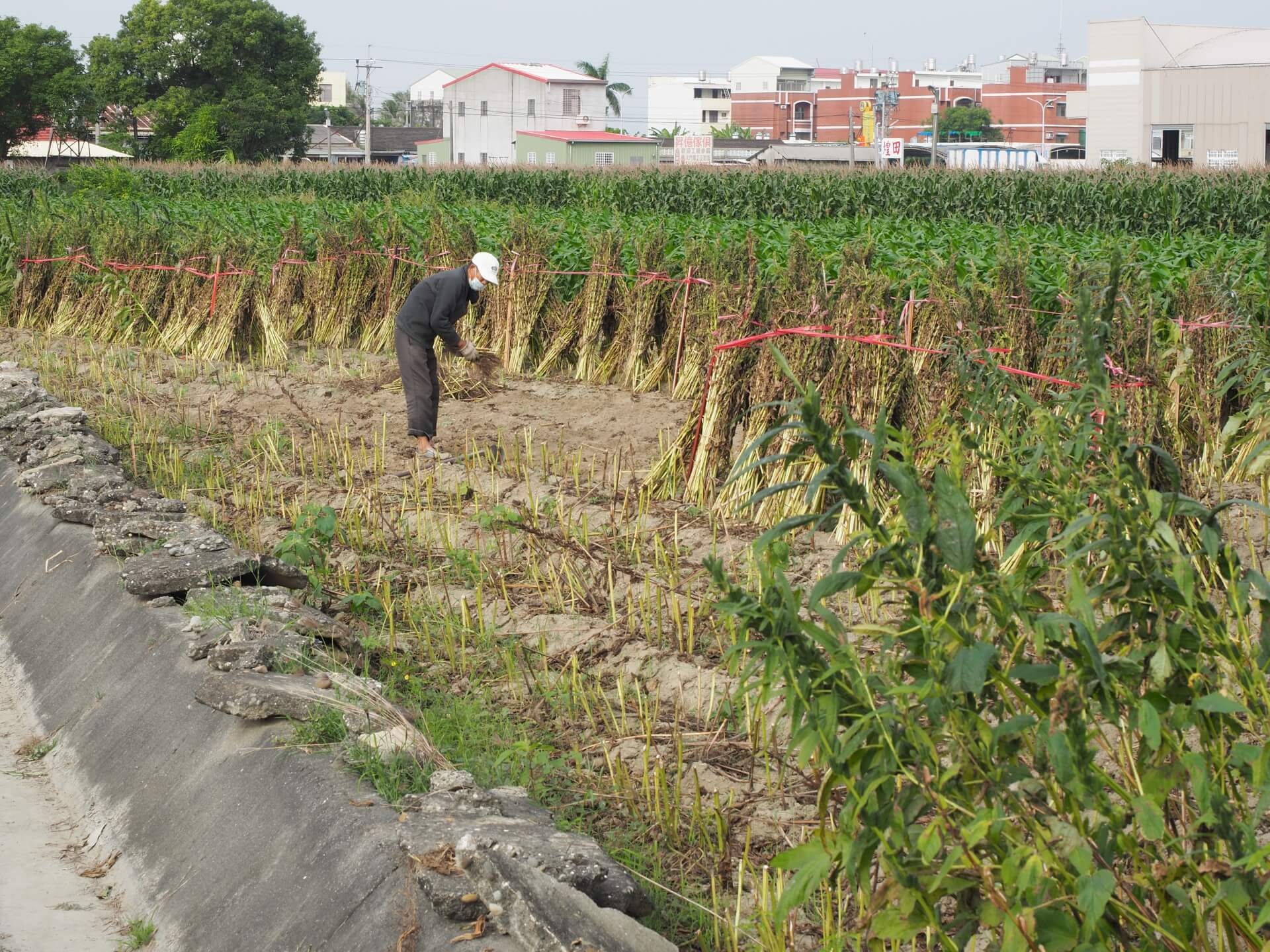 西港芝麻採收曝曬