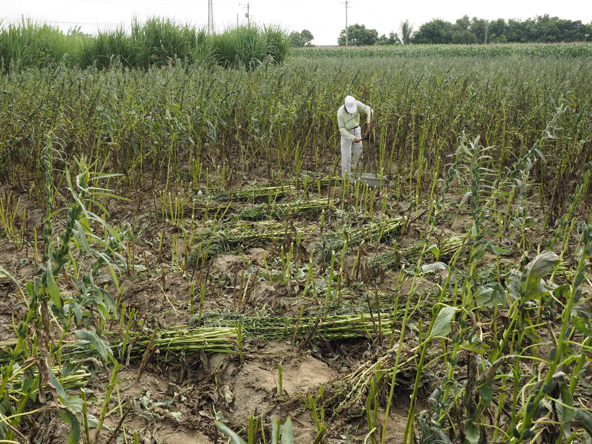西港芝麻採收曝曬
