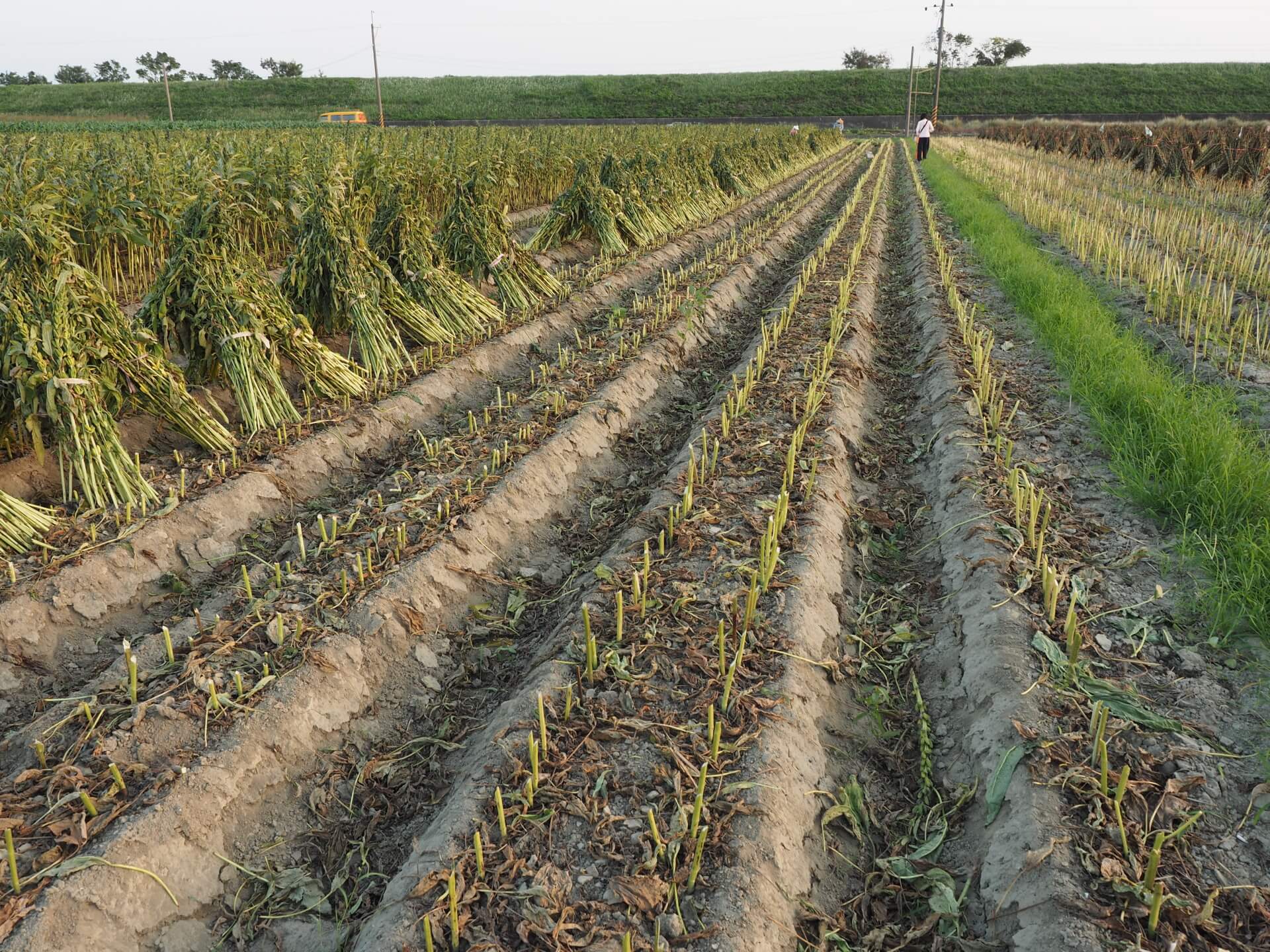 收割後的芝麻田