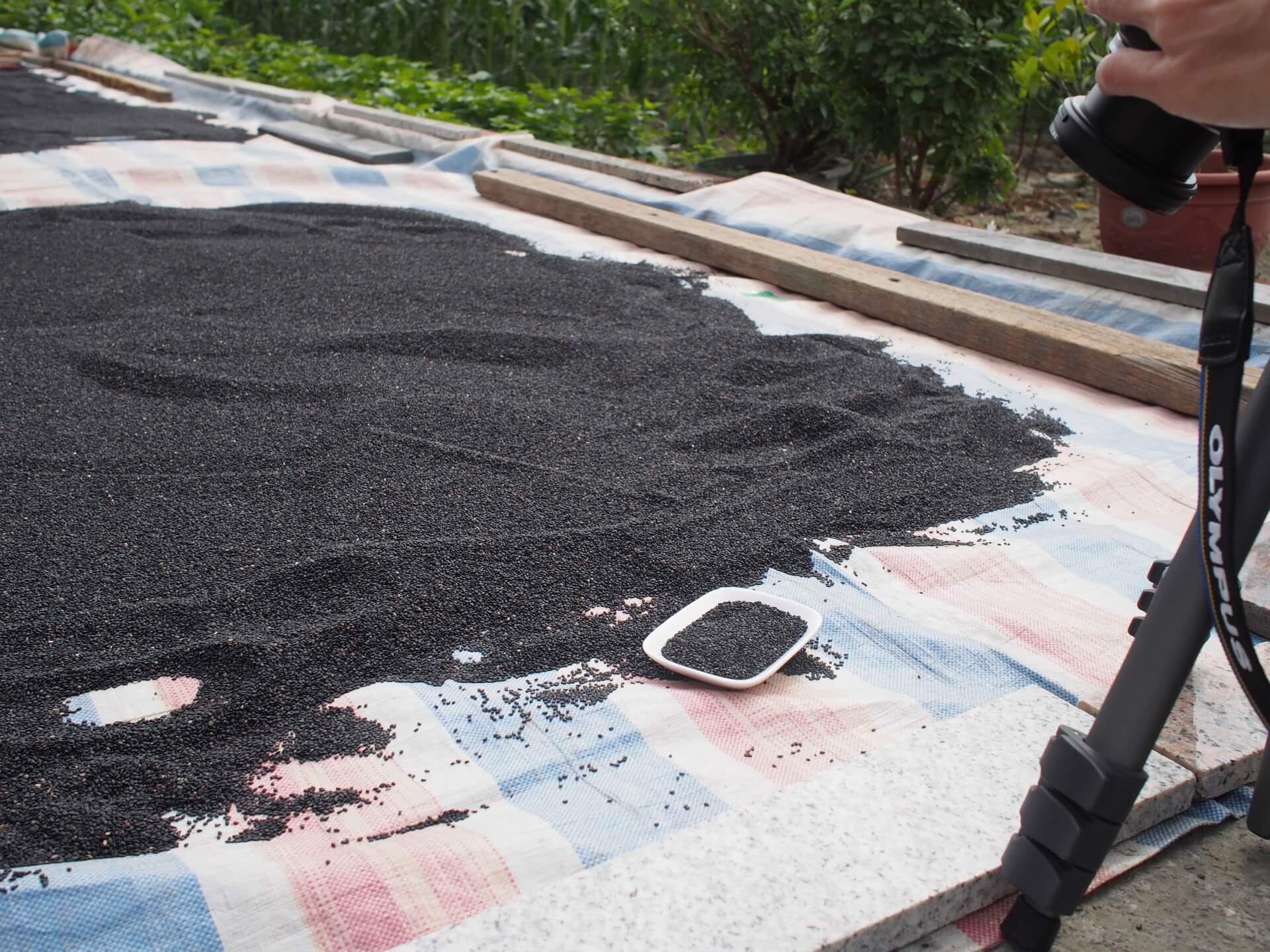 阿玄拍攝的照片