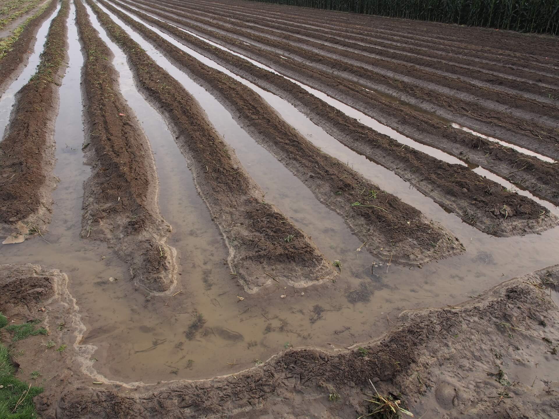 地下水灌溉農田