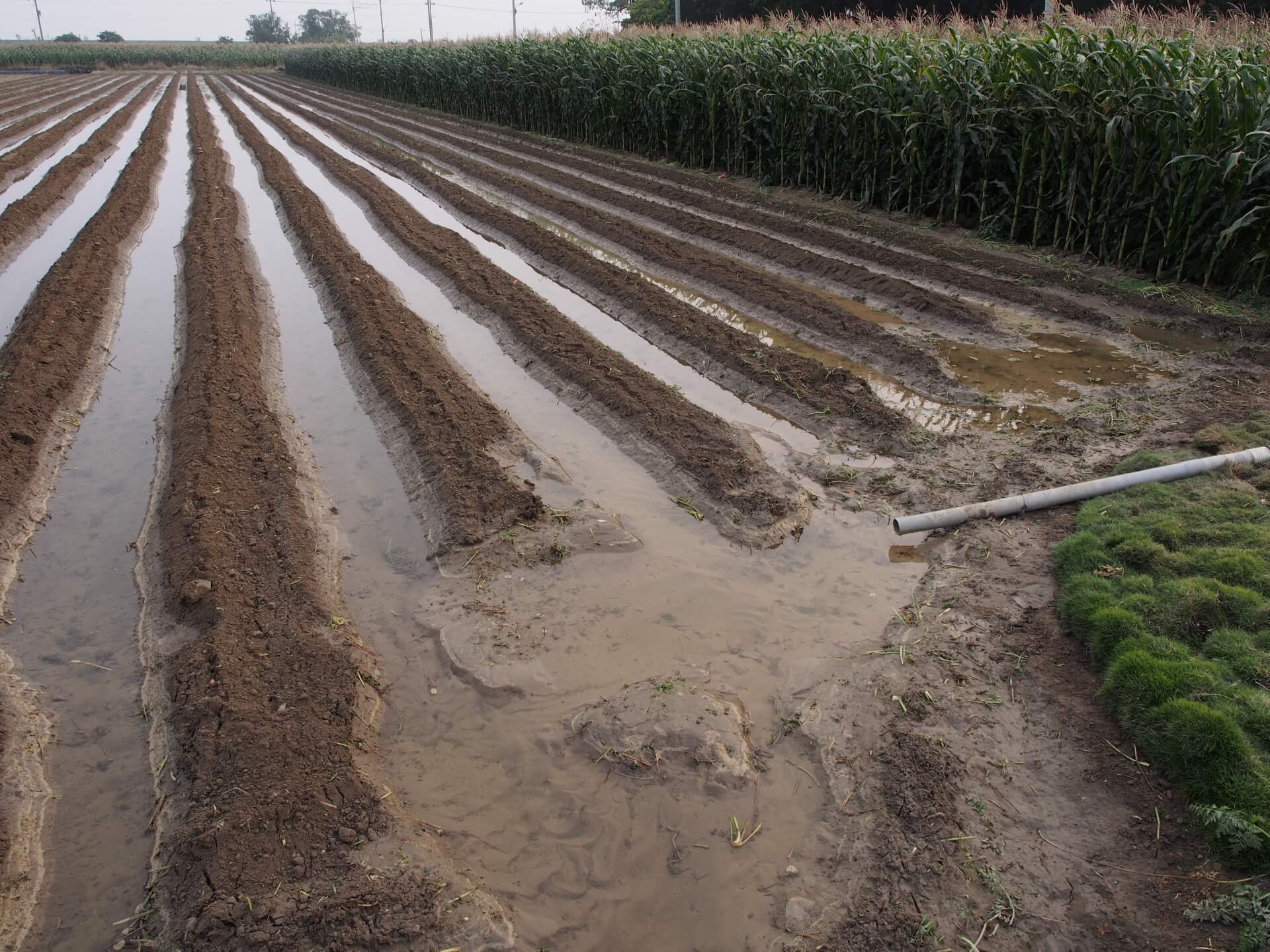 地下水灌溉農田