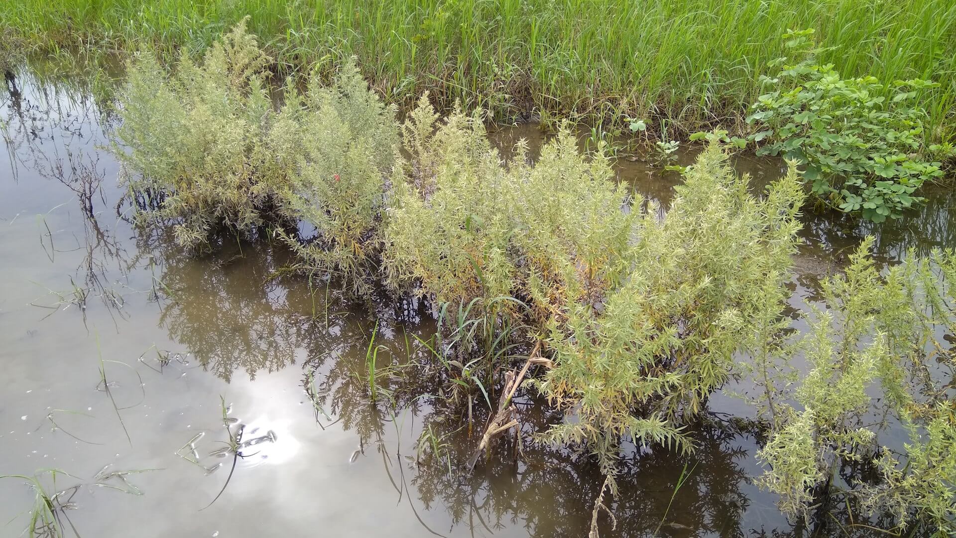 積水的艾草田