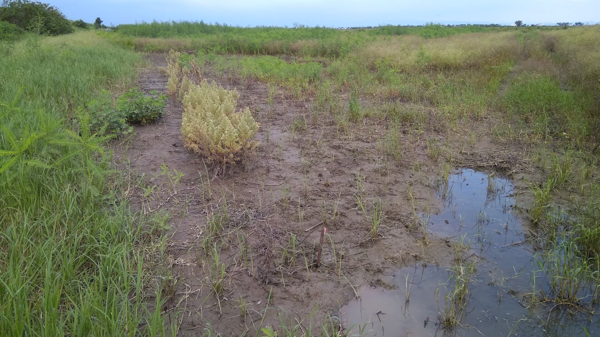 泡過水的艾草田