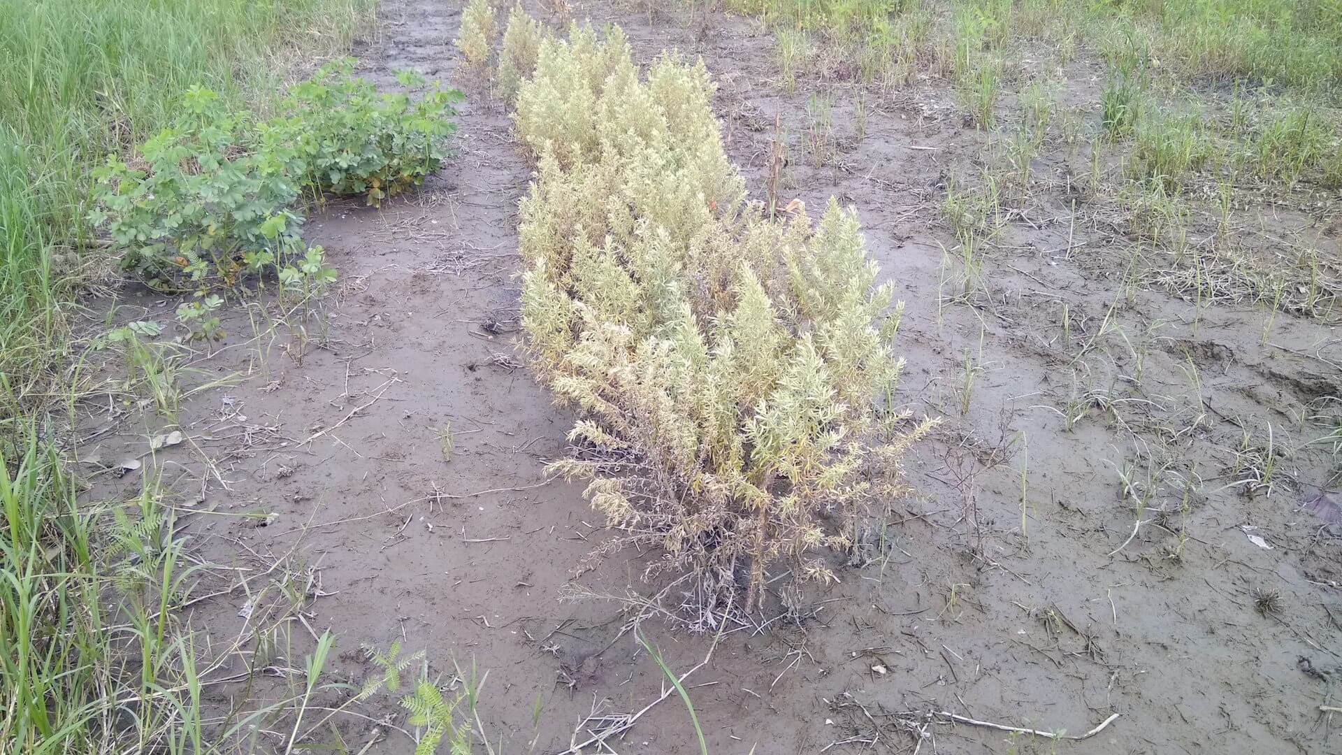 泡過水的艾草田