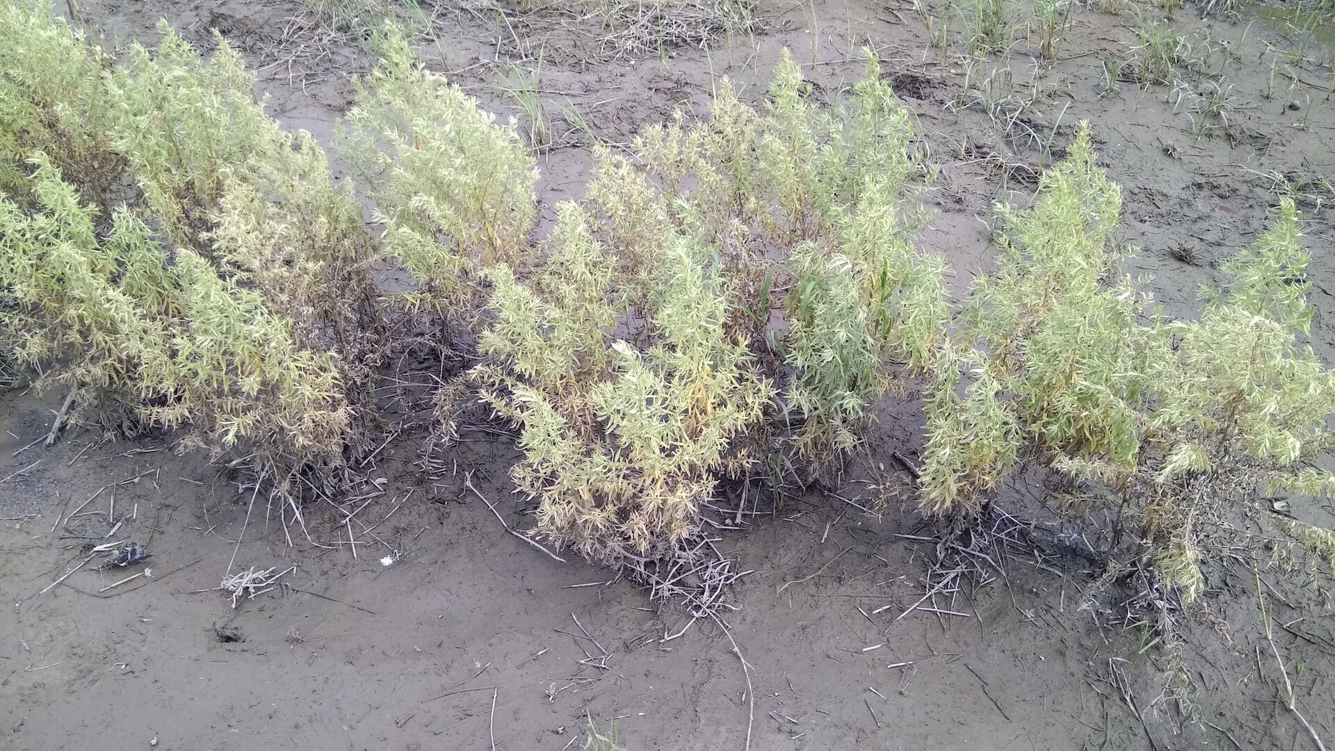 泡過水的艾草田