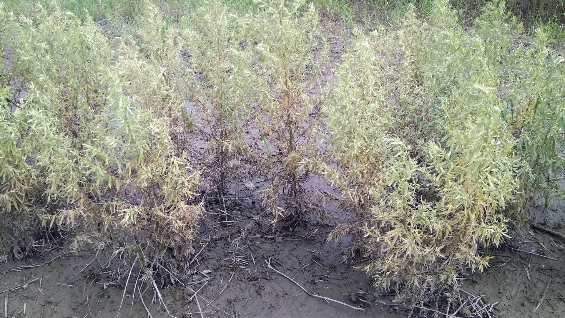 泡過水的艾草田