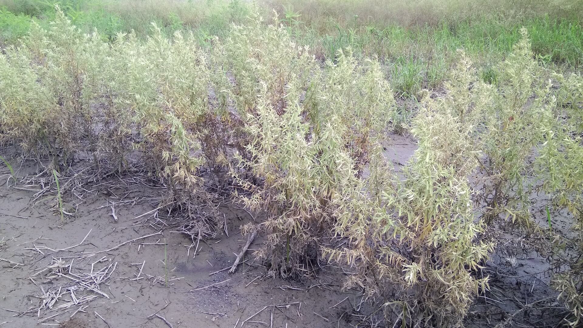泡過水的艾草田