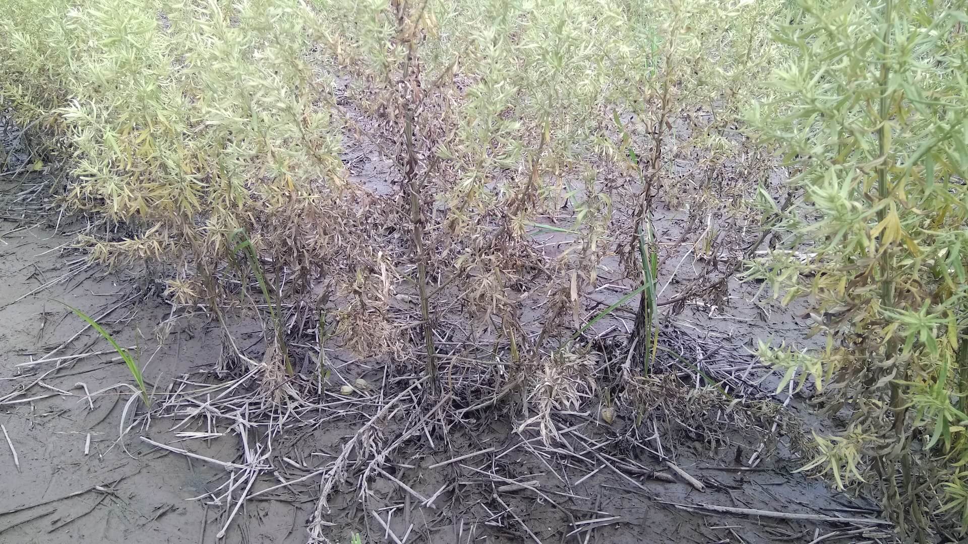 泡過水的艾草田