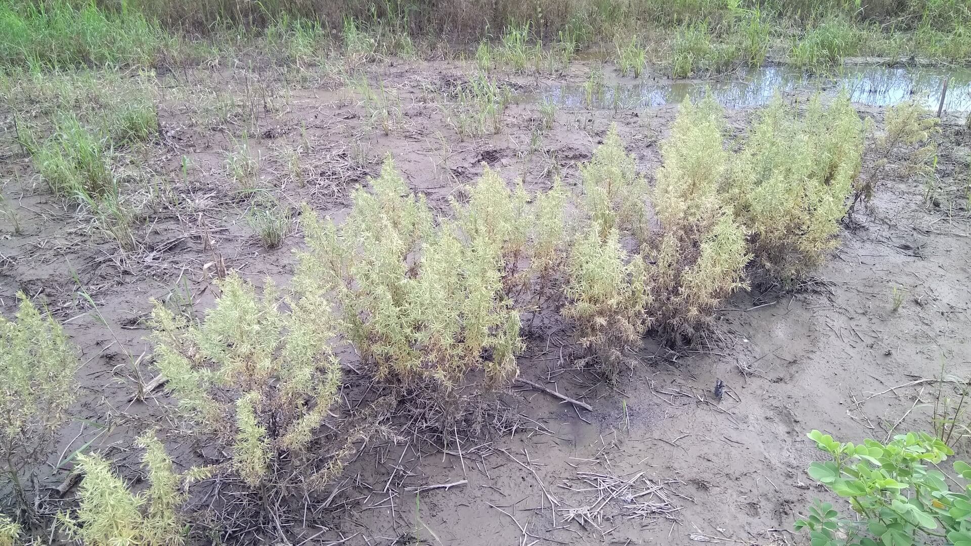 泡過水的艾草田