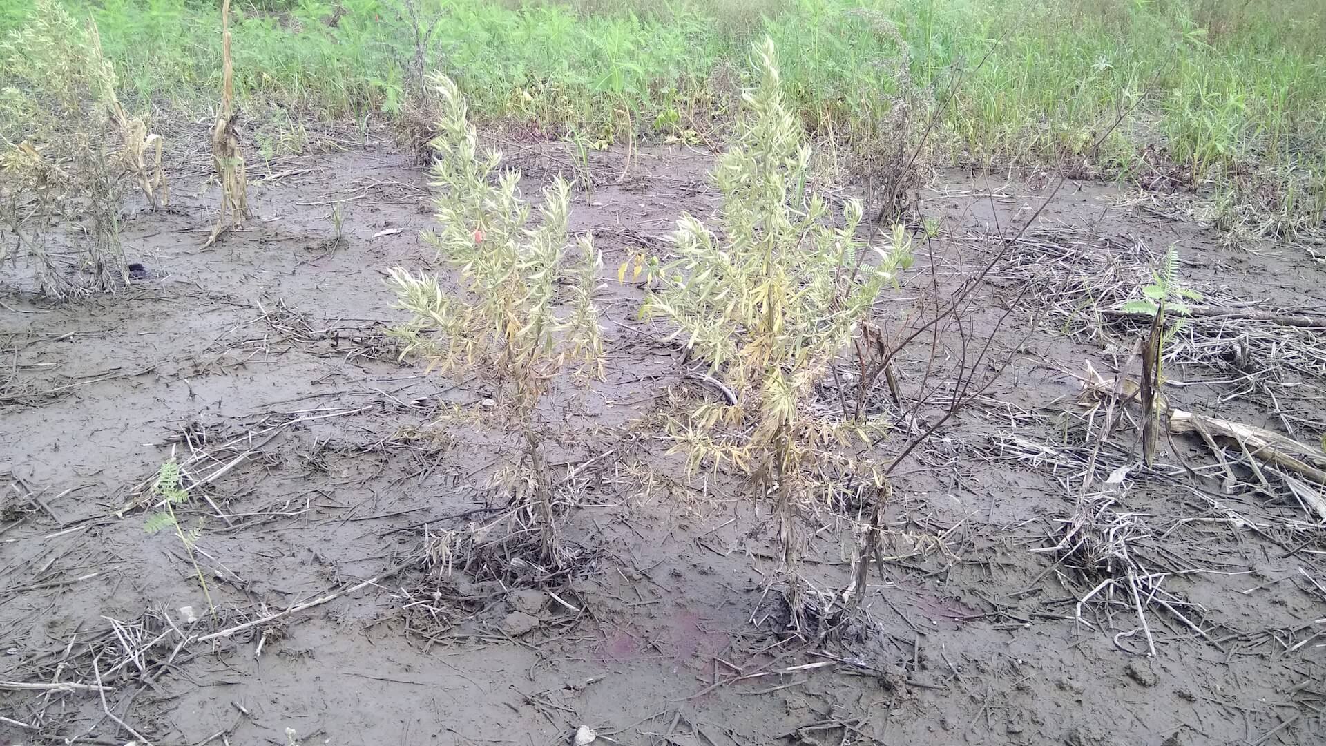 泡過水的艾草田