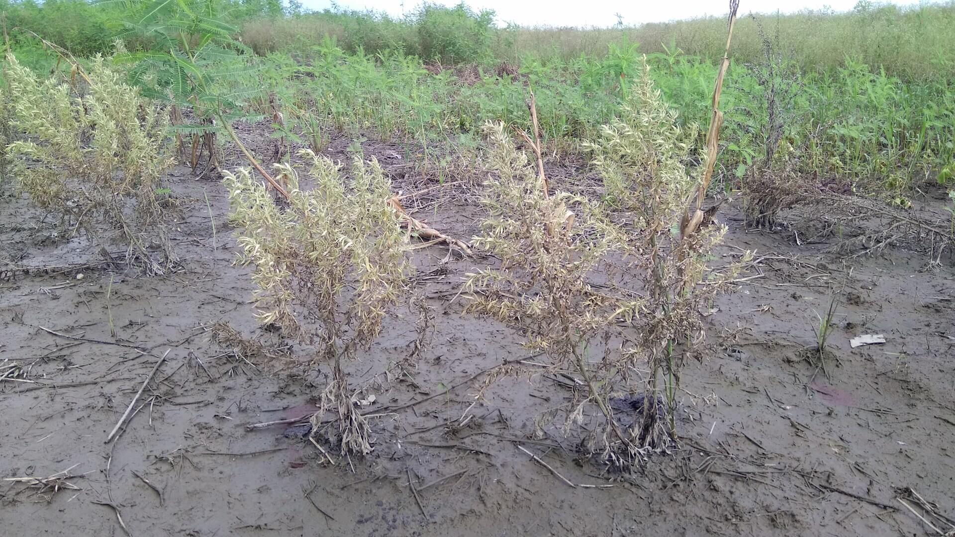 泡過水的艾草田