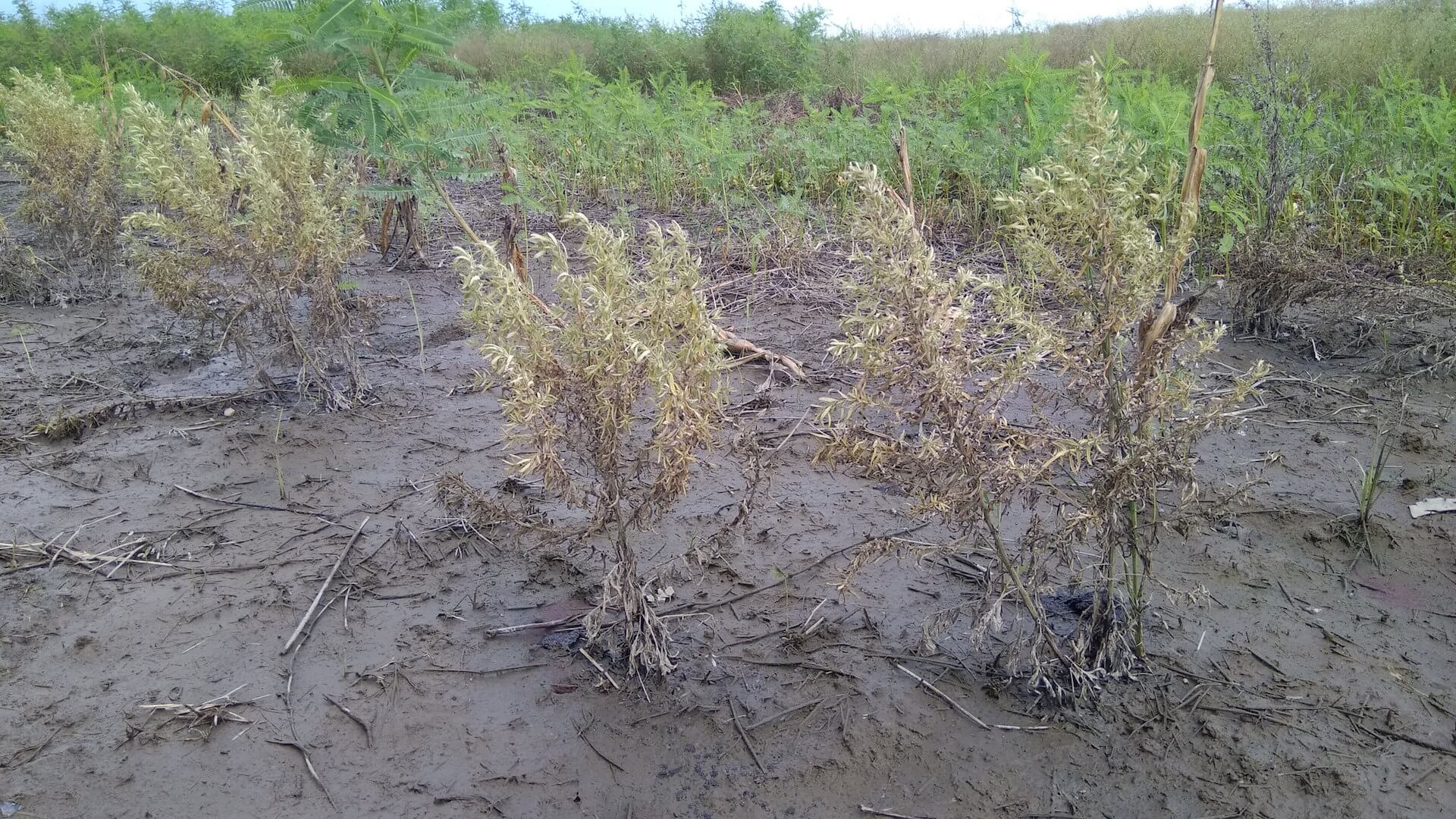 泡過水的艾草田