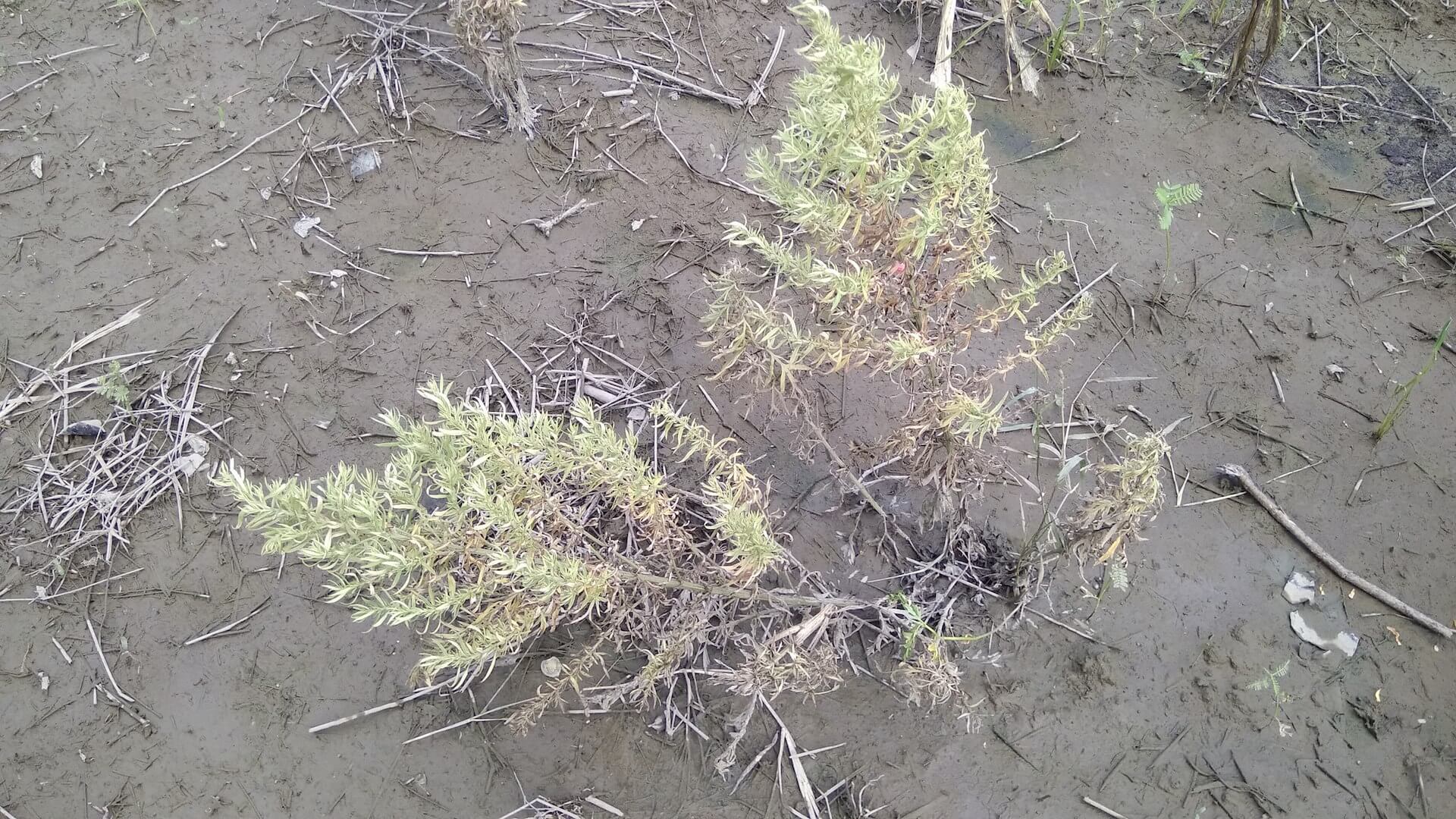 泡過水的艾草田