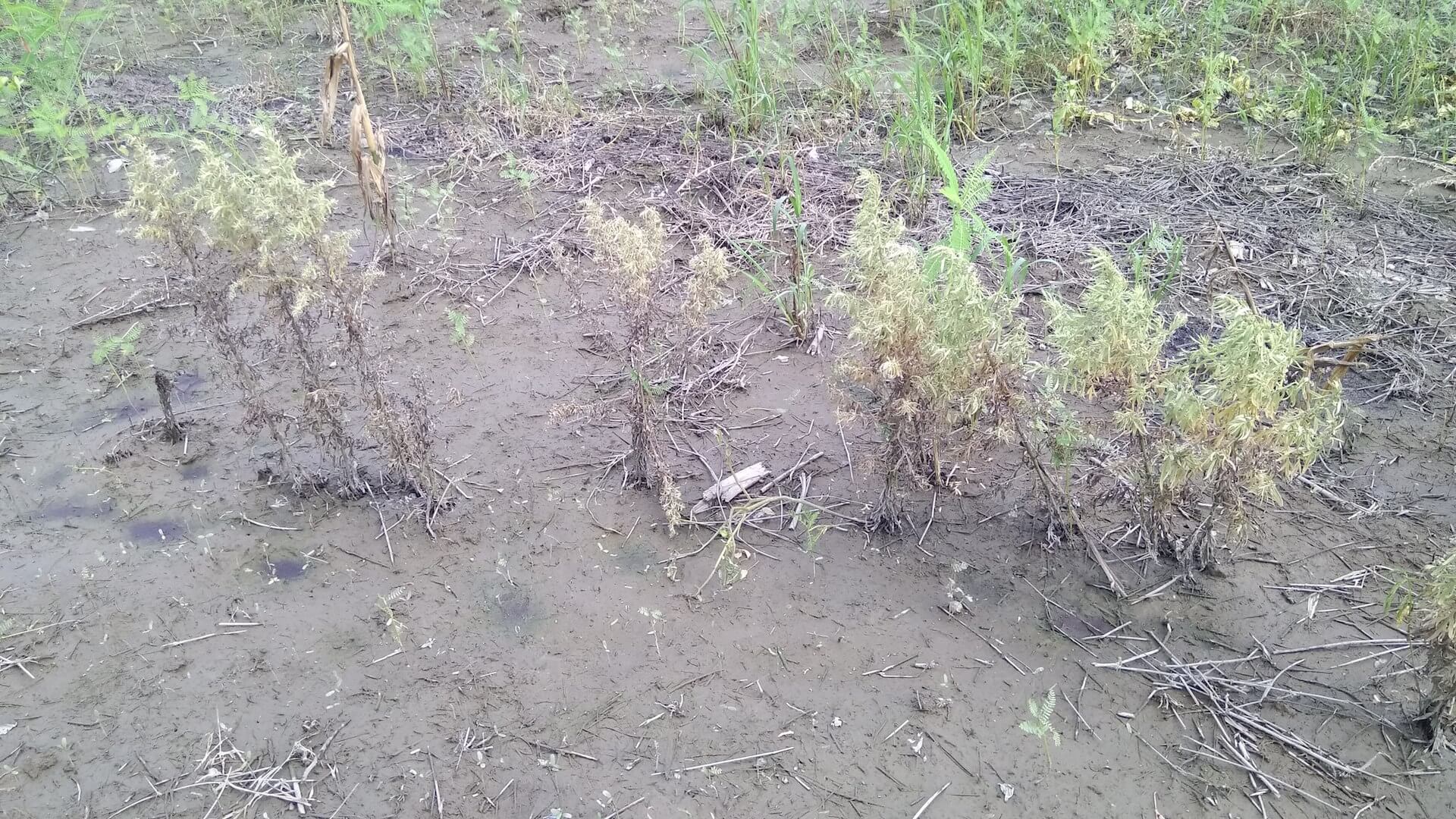 泡過水的艾草田