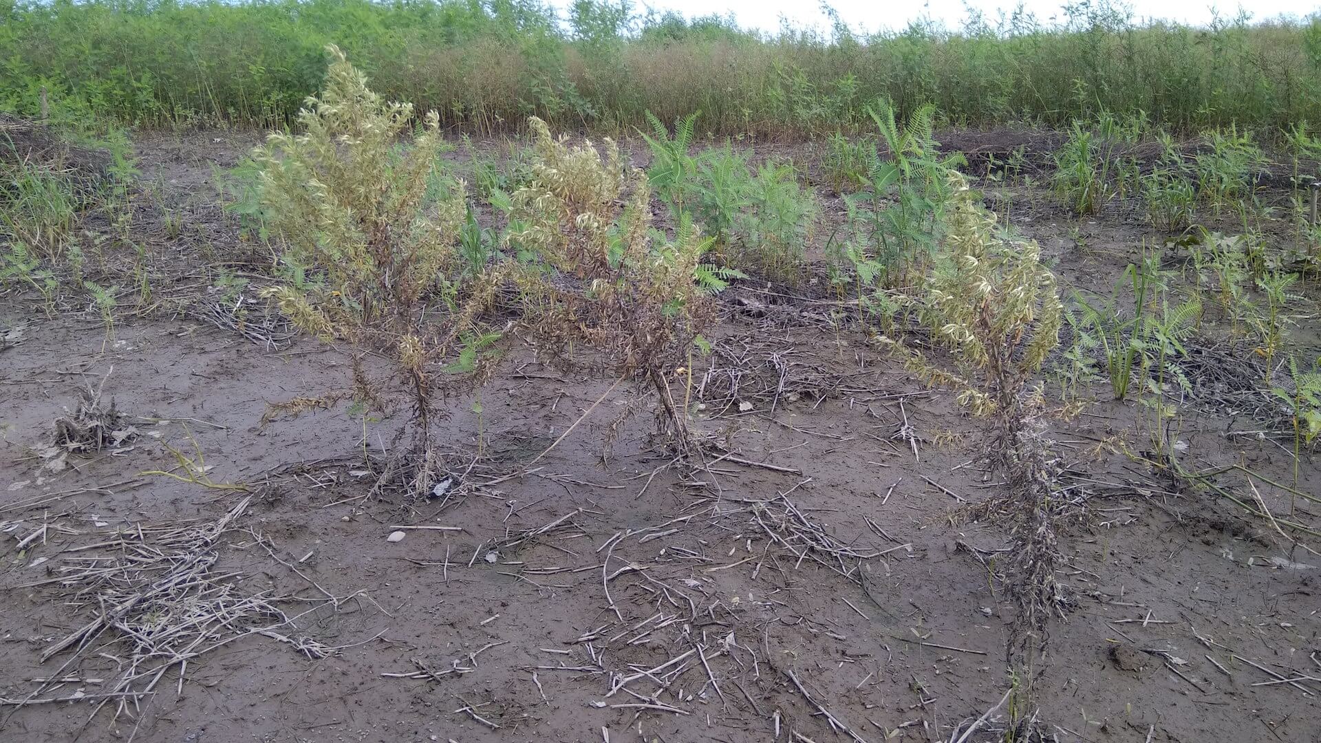 泡過水的艾草田