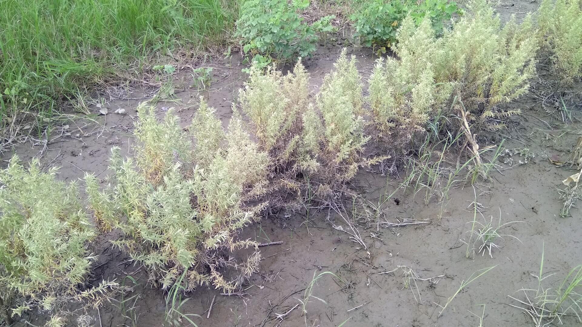 泡過水的艾草田