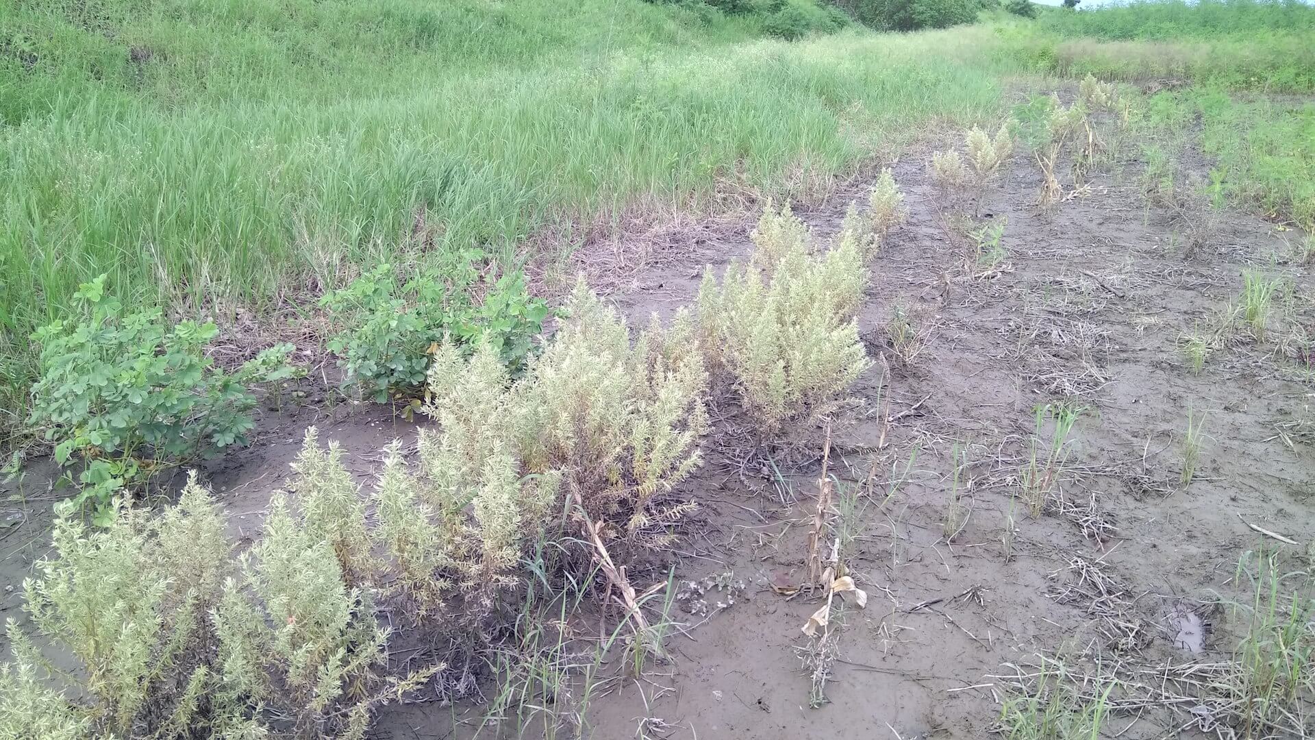 泡過水的艾草田