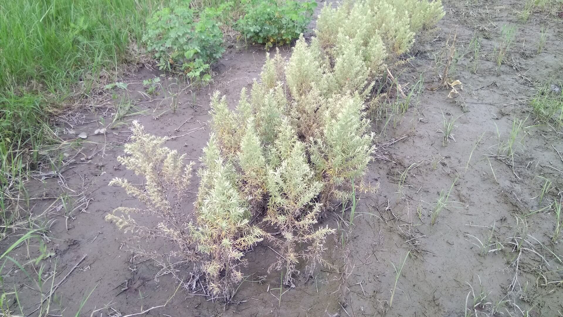 泡過水的艾草田